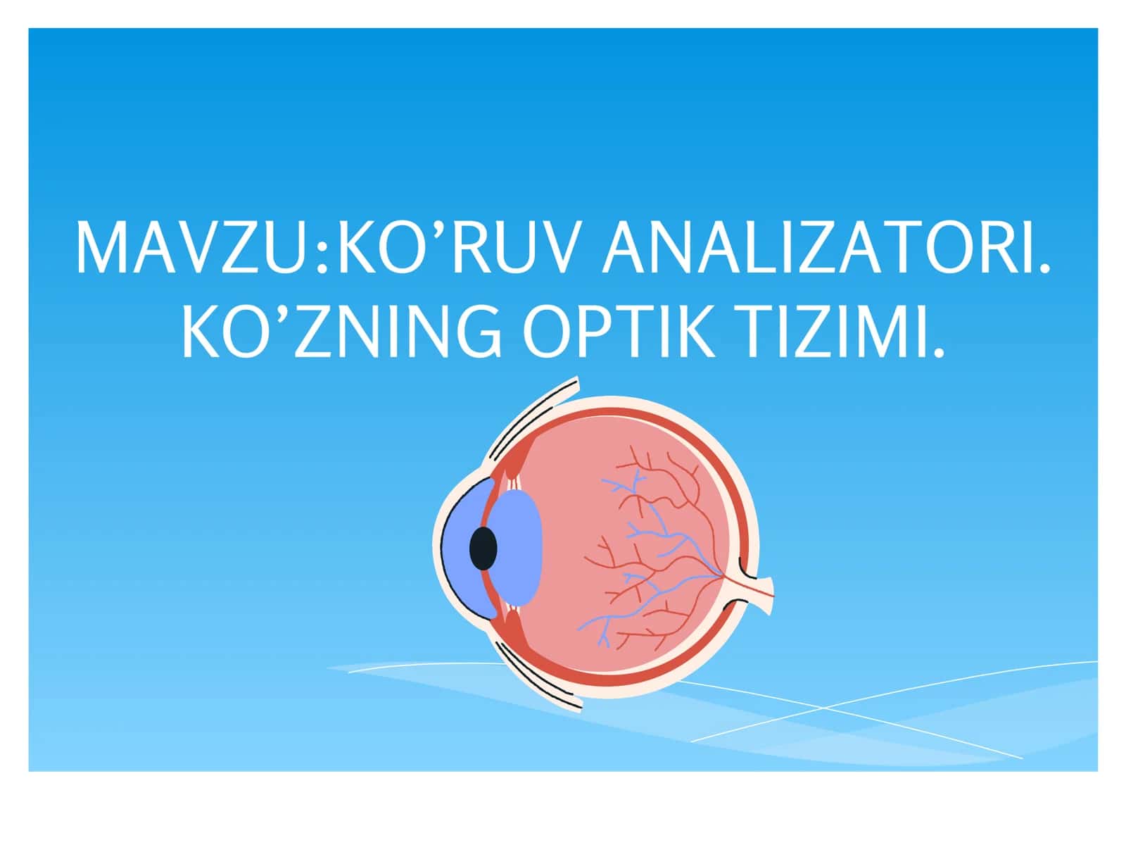 Ko‘ruv analizatori. Ko‘zning optik tizimi. 1