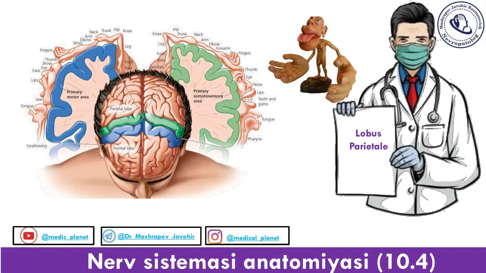 Nerv sistemasi anatomiyasi (10.4) 1