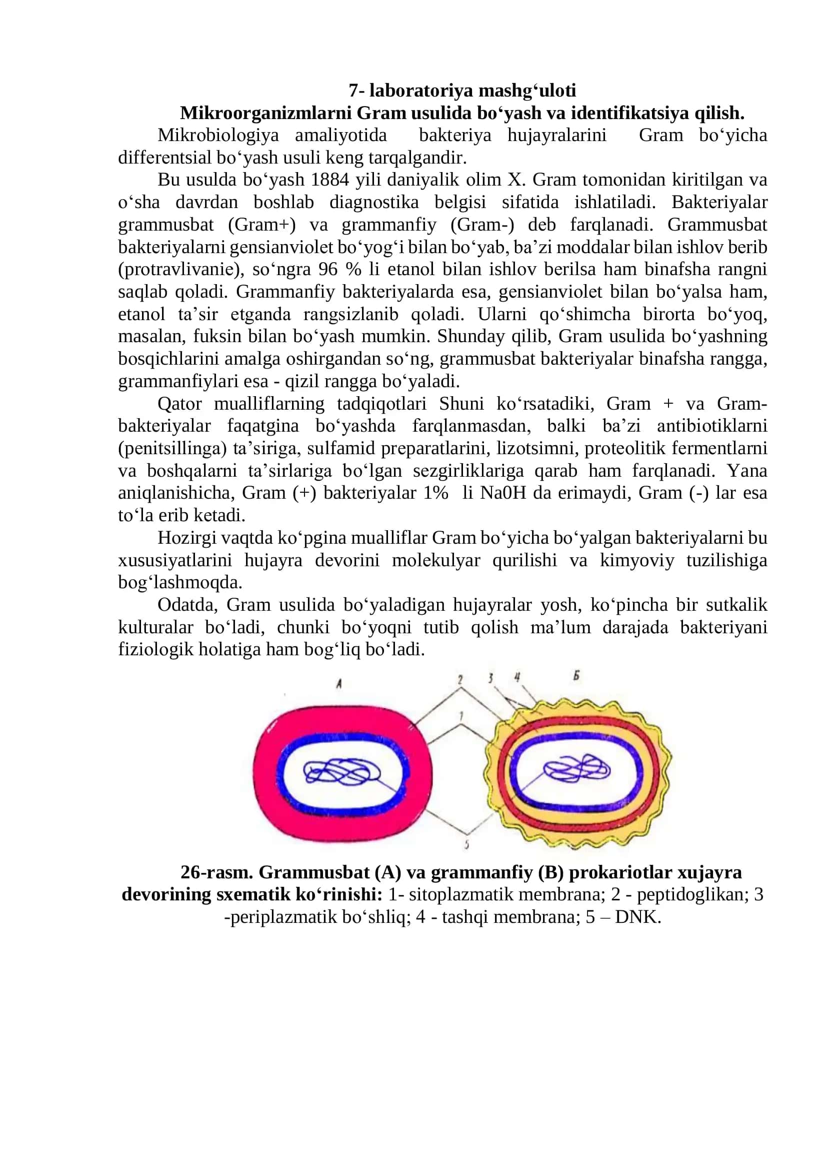 Mikroorganizmlarni Gram usulida boʻyash va identifikatsiya qilish 1