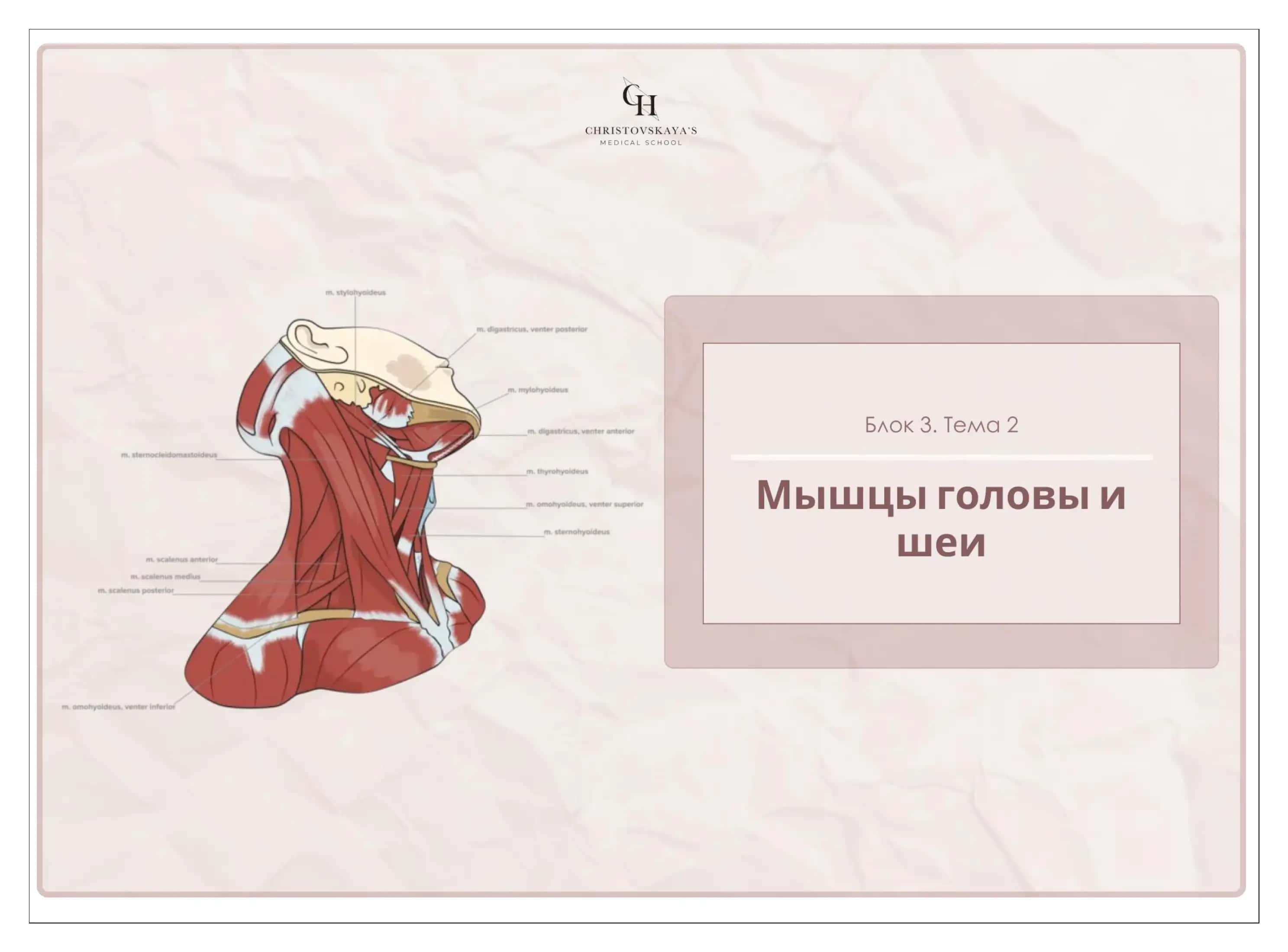 Мышцы головы и шей 1