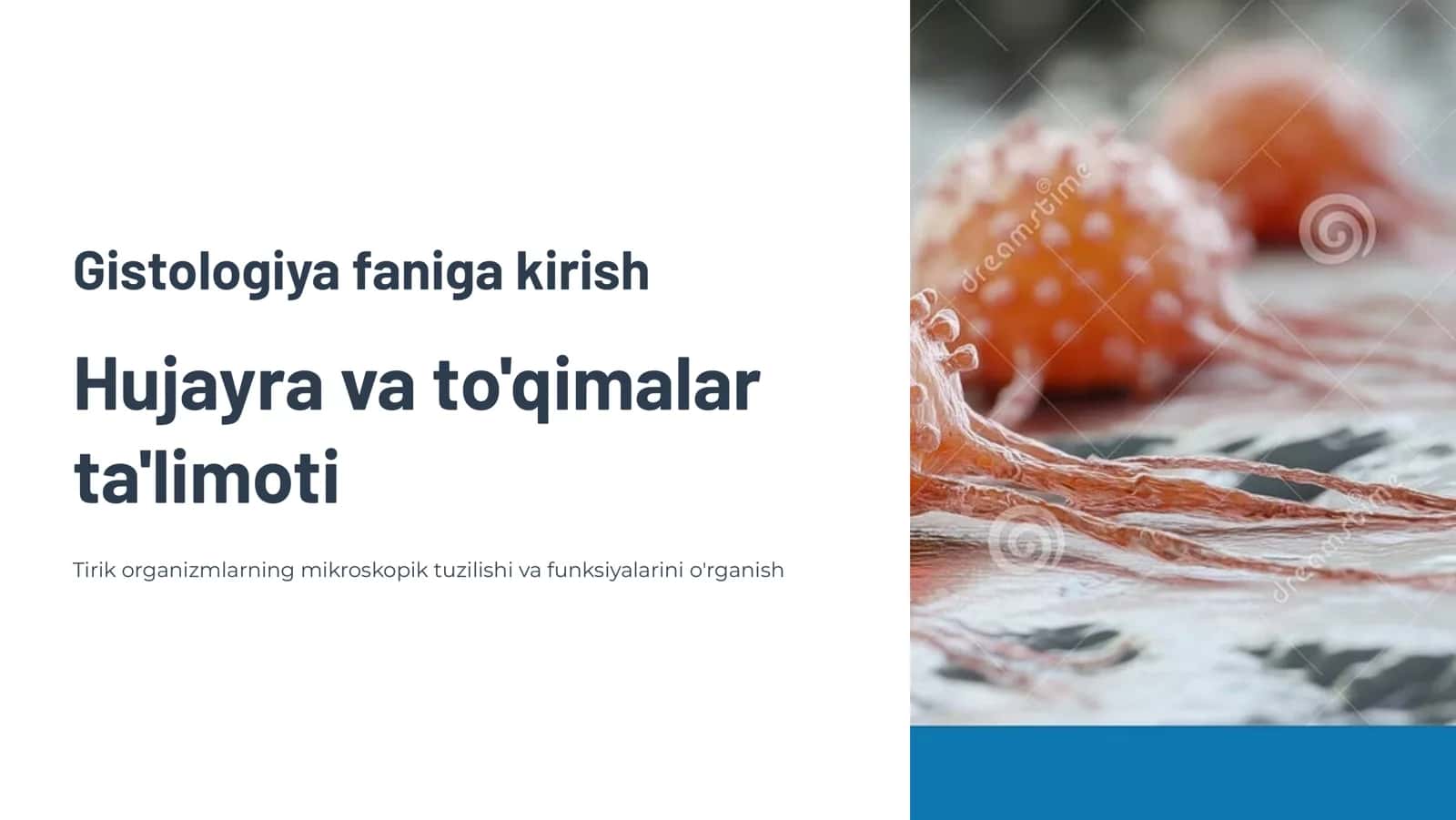 Gistologiya faniga kirish. Hujayra  haqidagi  ta'limot.To'qimalar  xaqidagi ta'limot. Epitеlеy to'qimasi 1