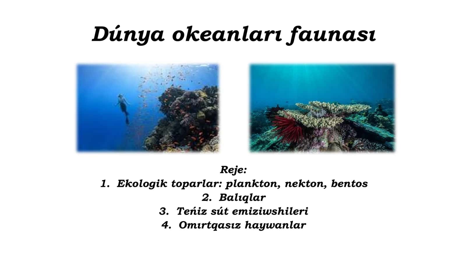 Dúnya okeanlar faunası 1