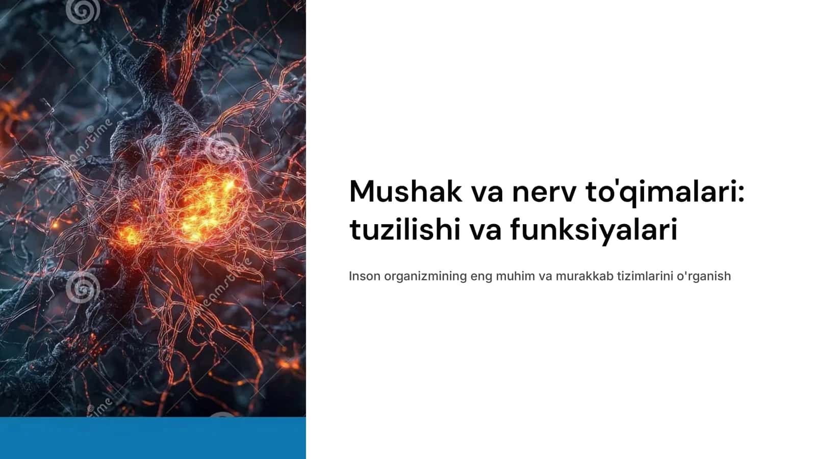 Mushak va nеrv to'qimalari 1