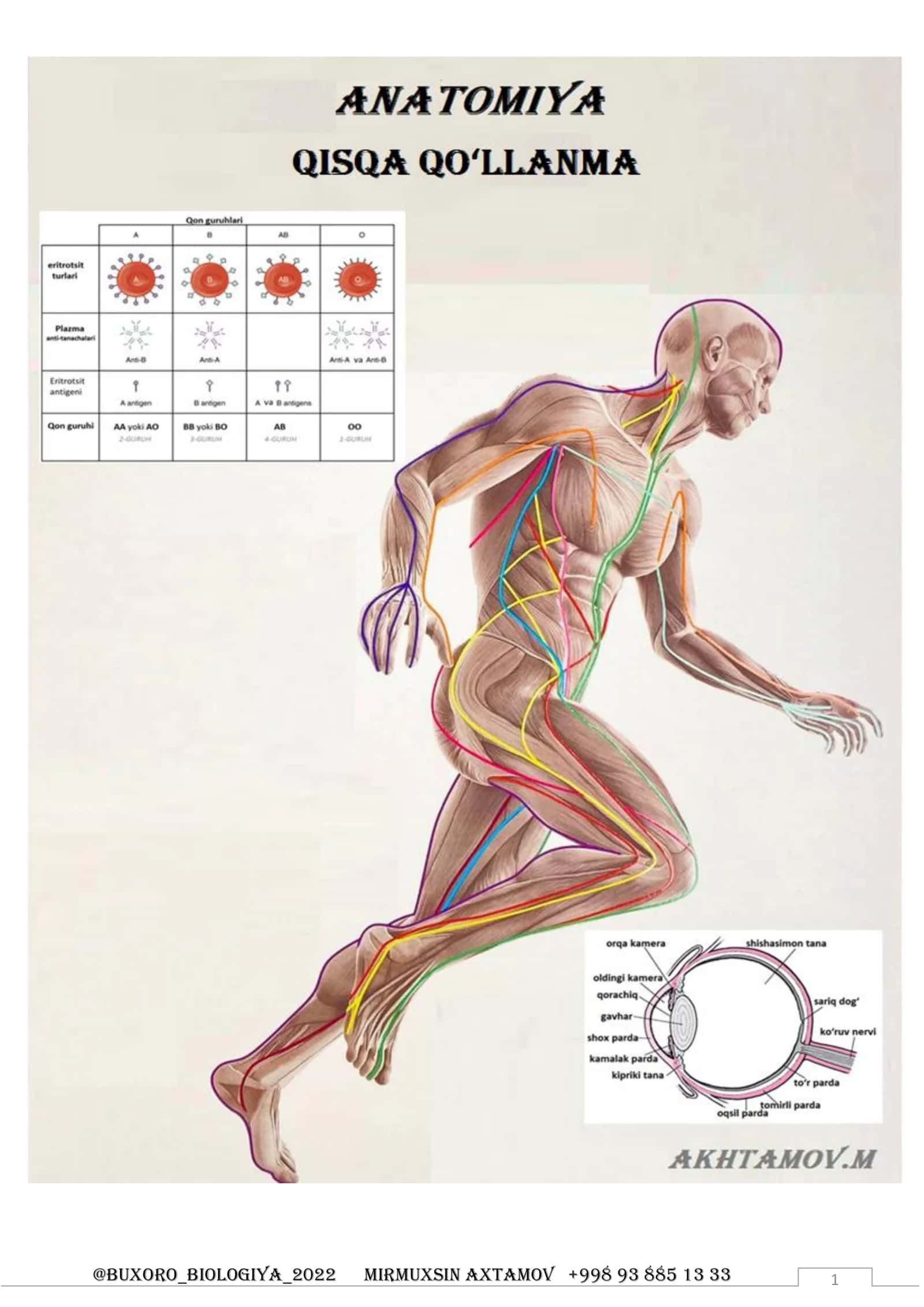 Anatomiya – organizm (organlar) ichki tuzilishini 1
