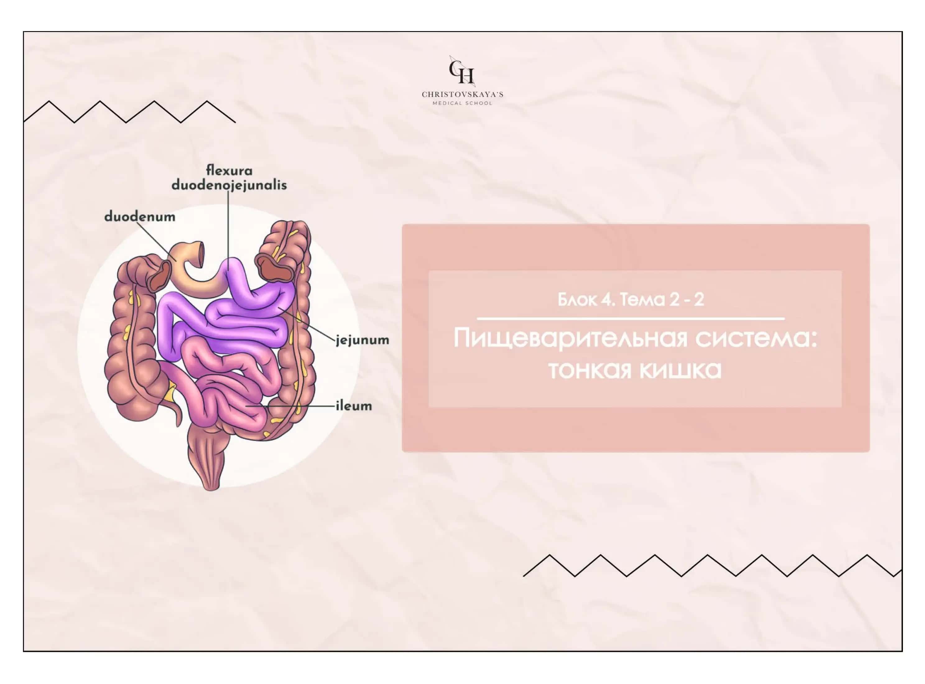 Тонкая кишка 1