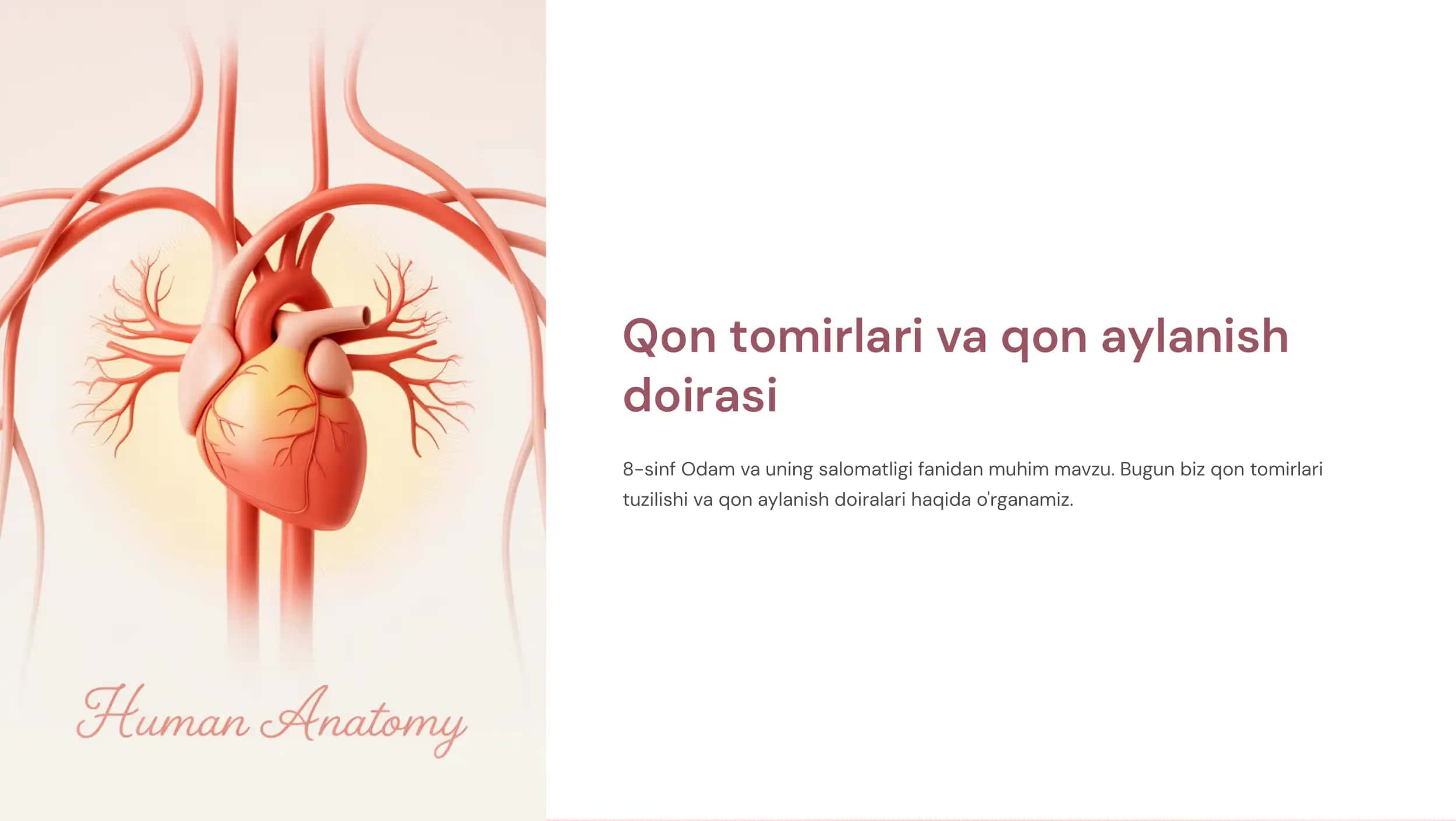 Qon tomirlari va qon aylanish doirasi 1