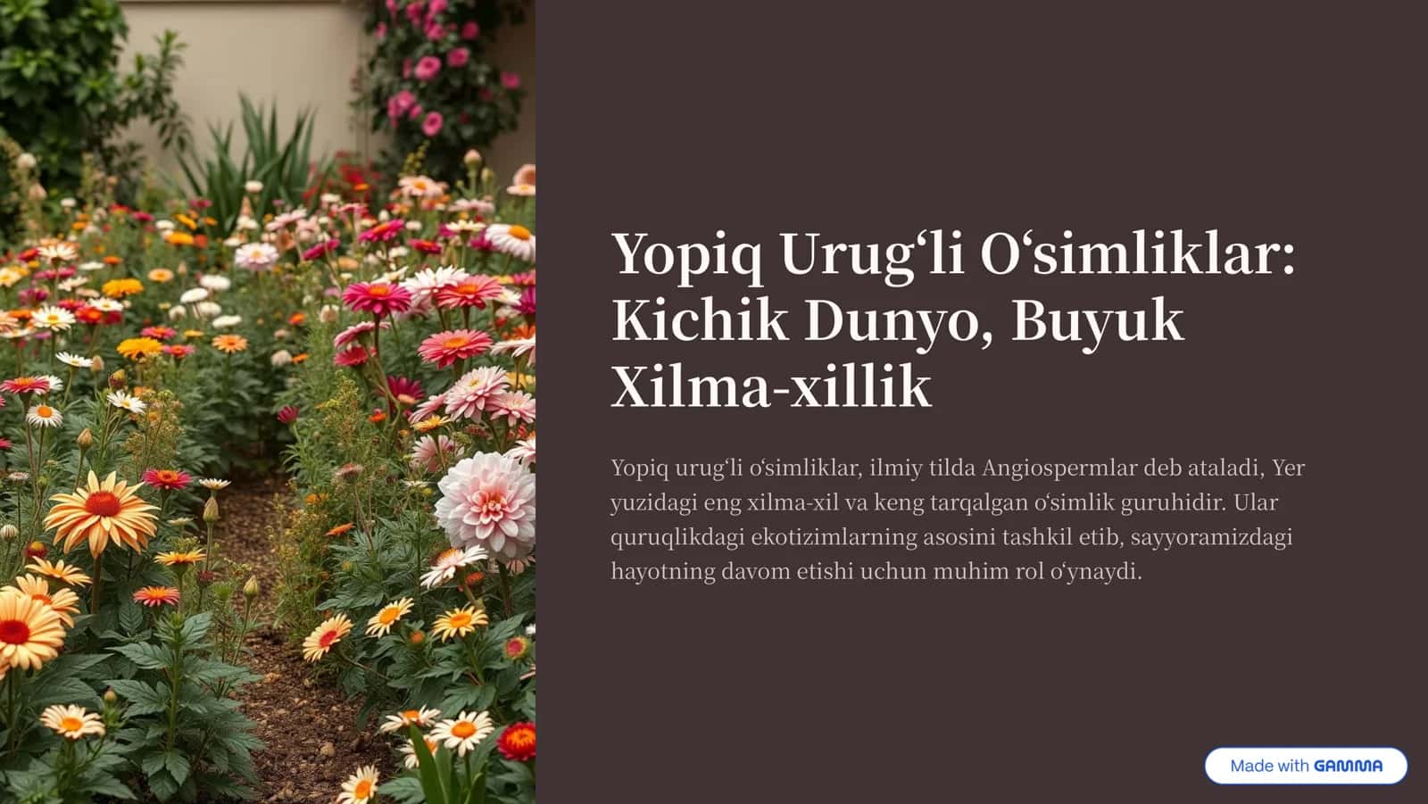 Yopiq Urug»li O»simliklar 1