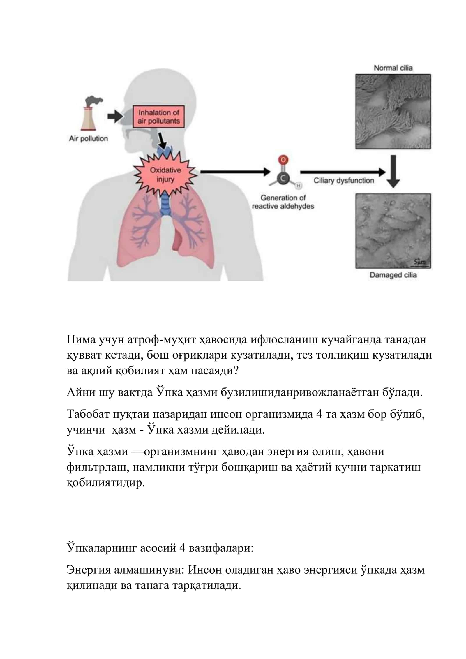Ўпка ҳазми 1