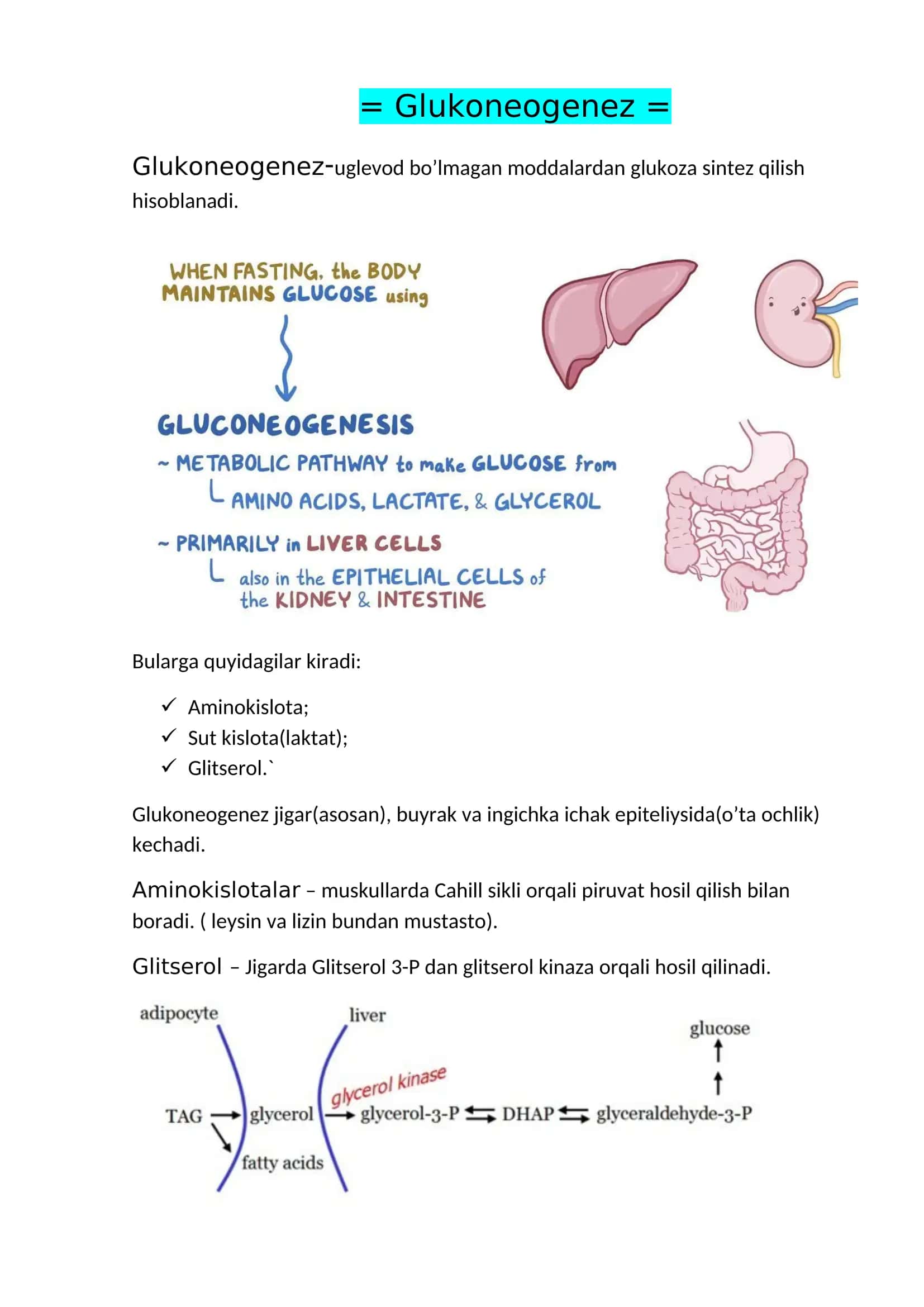 Glukoneogenez 1