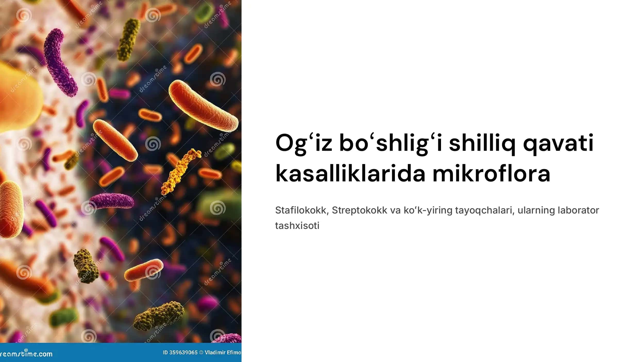 Ogʻiz boʻshligʻi shilliq  qavati kasalliklarida  mikroflora. Stafilokokk  Streptokokk, va koʻk-yiring  tayoqcha, ularning  laborator tashxisoti 1
