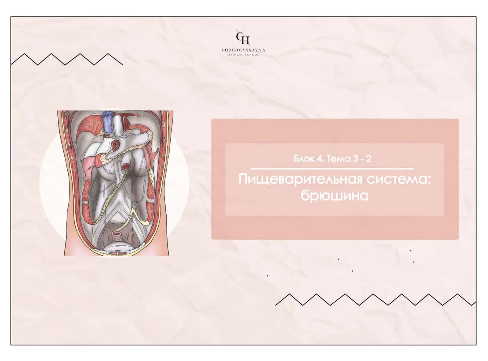 Брюшная полость и брюшина 1