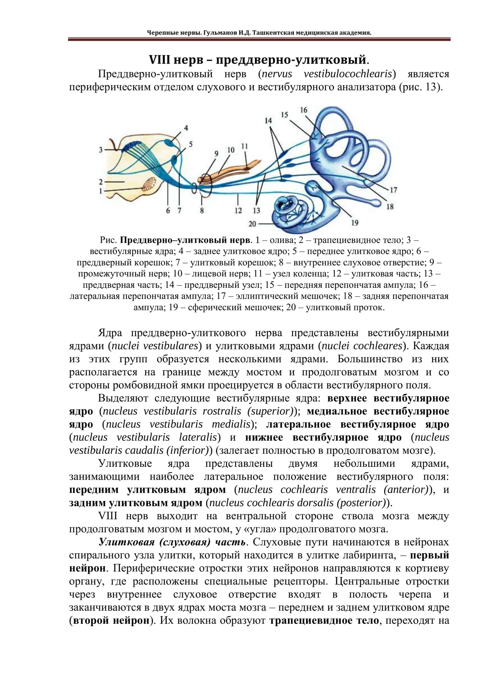 Преддверно-улитковый нерв 1