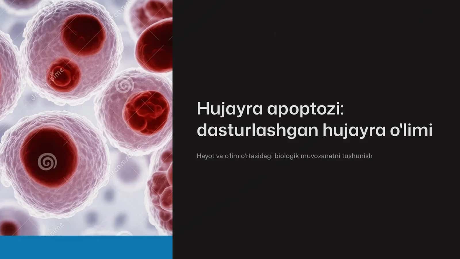 Xujayra apoptozi. 1