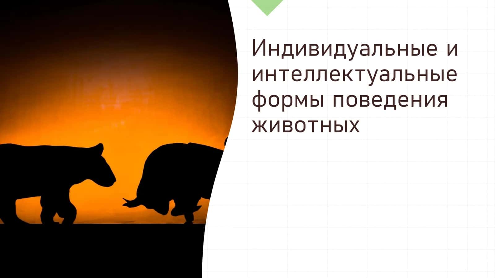 Индивидуальные и интеллектуальные формы поведения животных 1