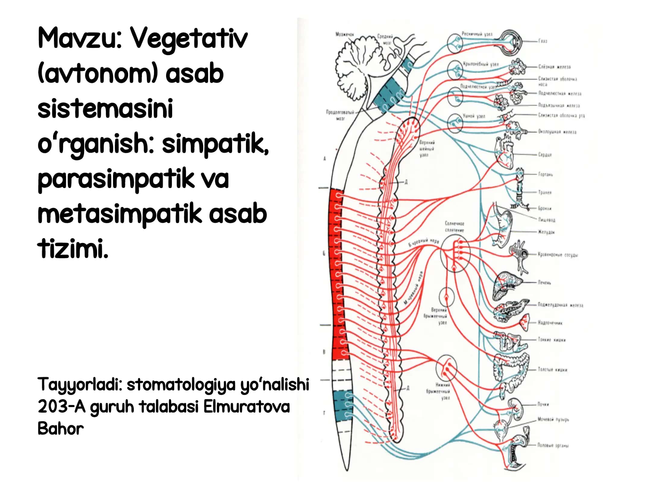 Vegetativ (avtonom) asab 1