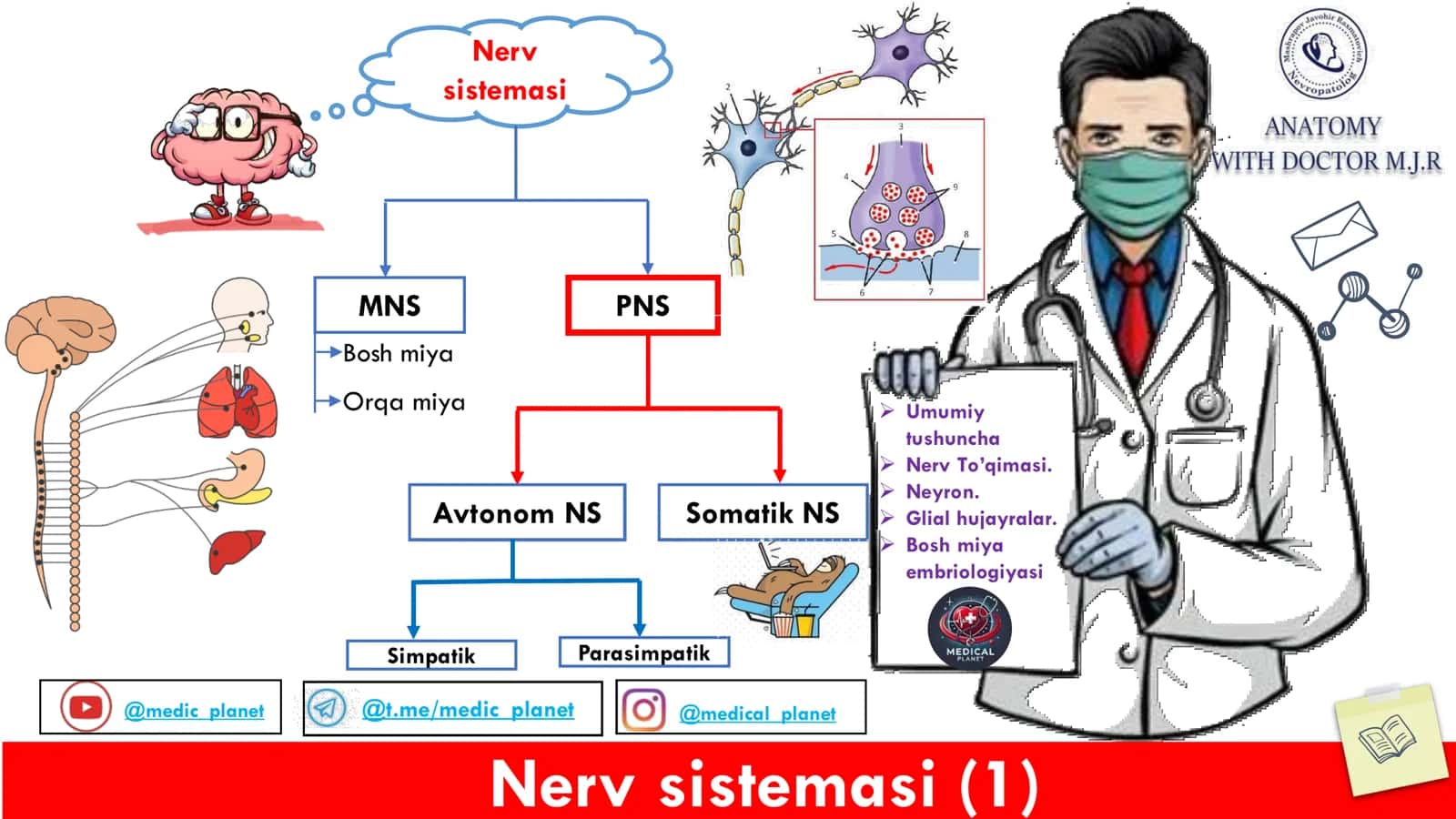 Nerv Sistemasi Anatomiyasi 1