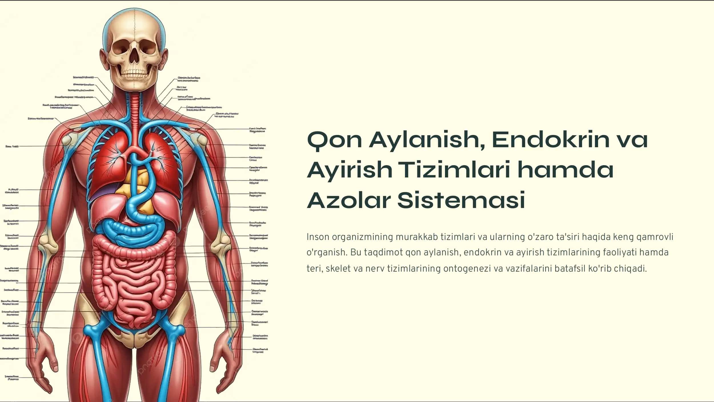 Qon Aylanish, Endokrin va Ayirish Tizimlari 1