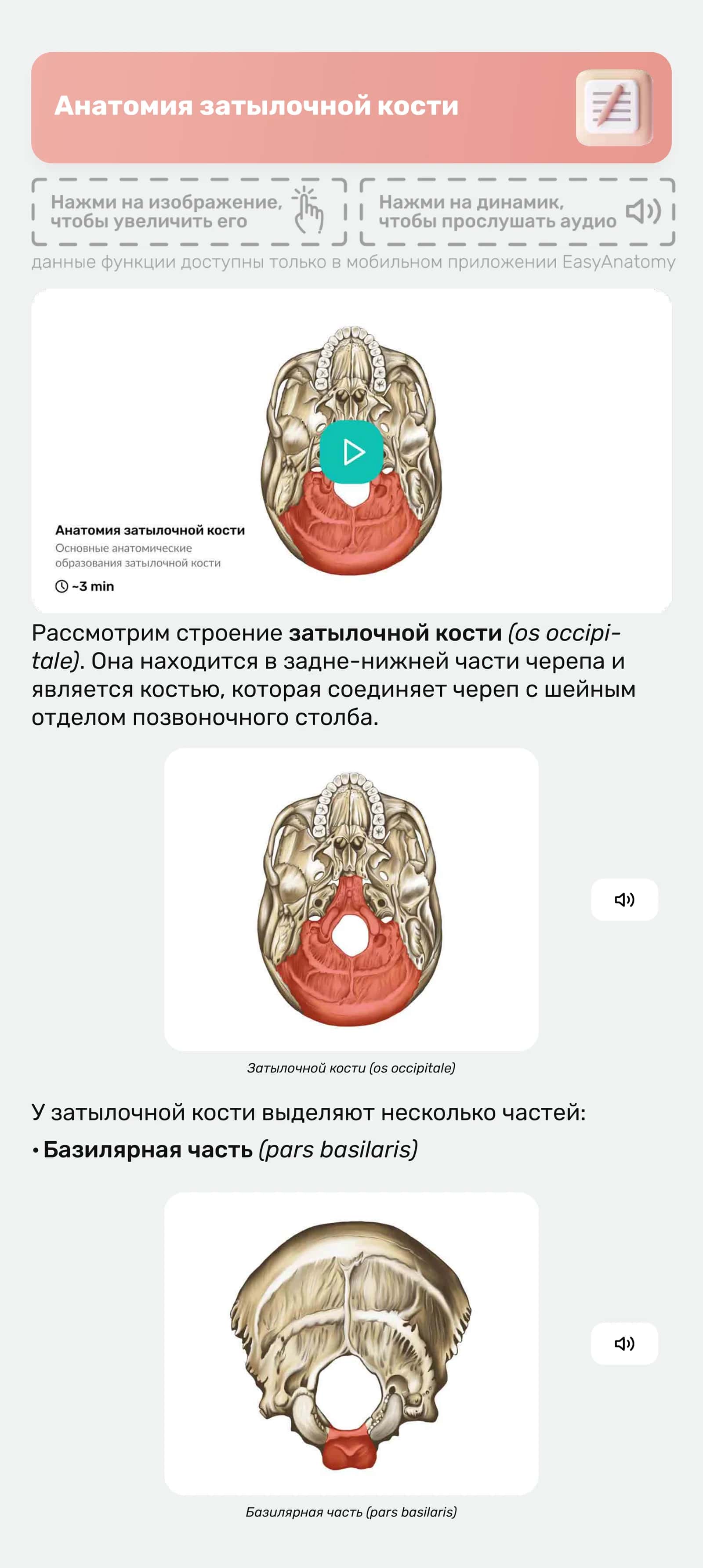 Анатомия затылочной кости 1