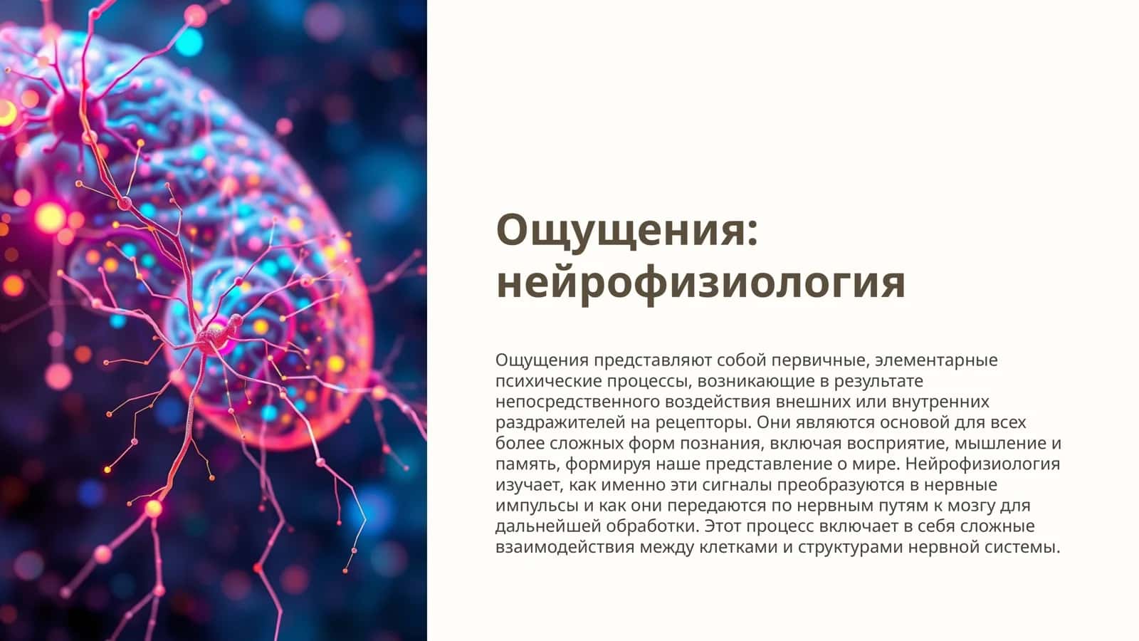Ощущения: нейрофизиология 1