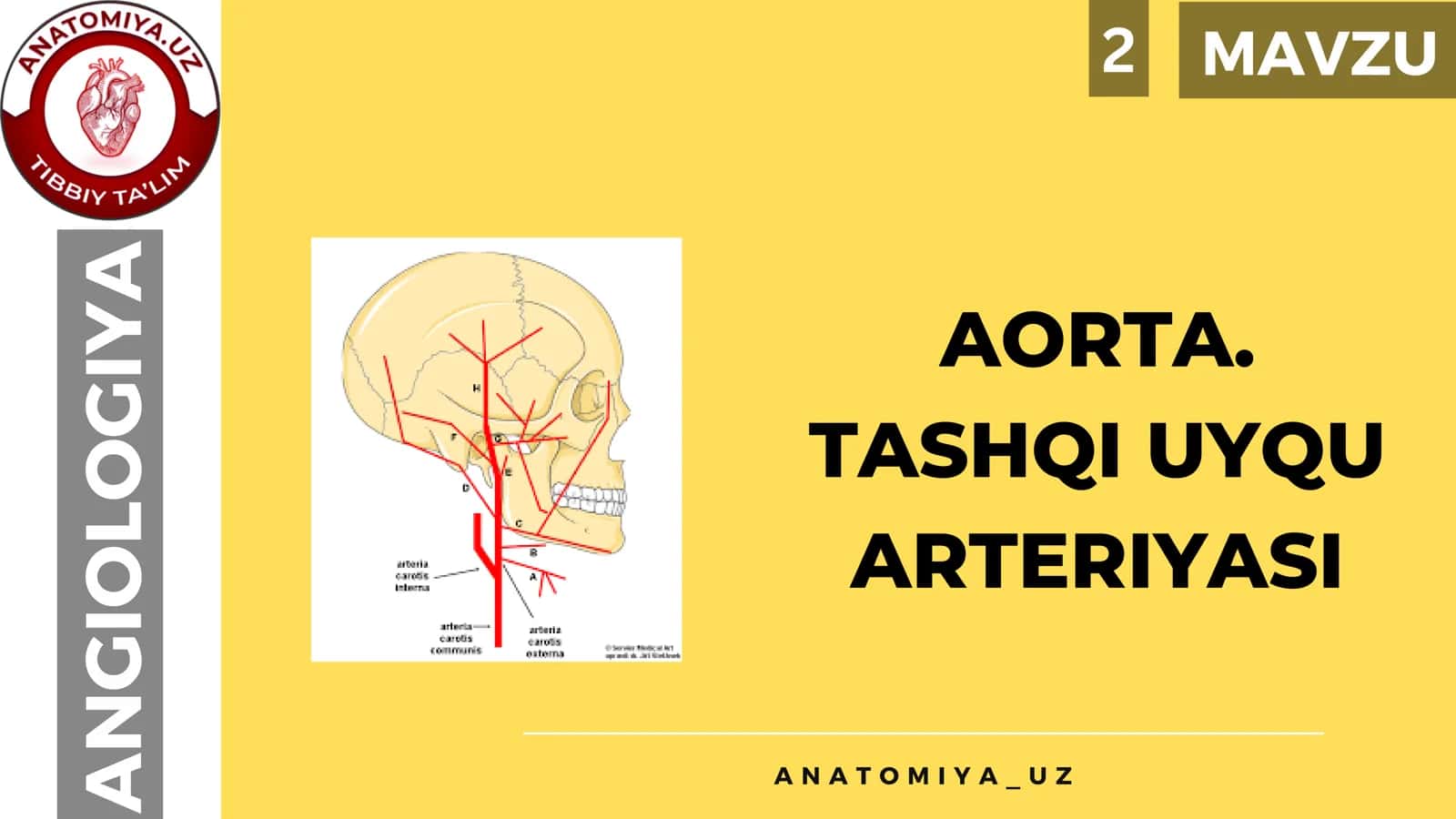 AORTA. TASHQI UYQU ARTERIYASI 1