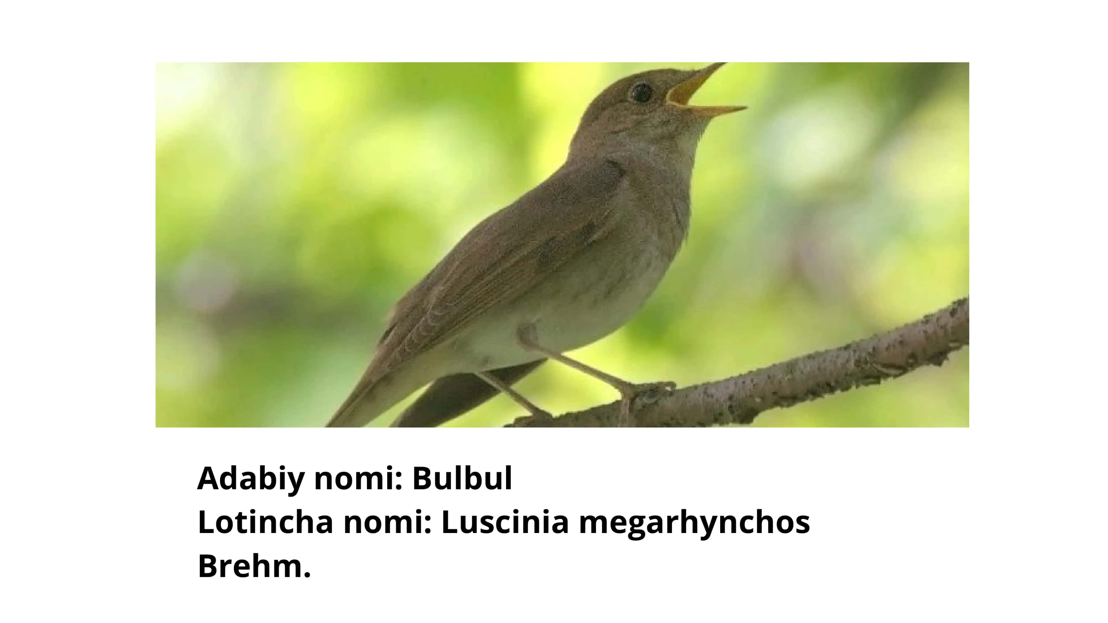 Bulbul haqida malumot 1