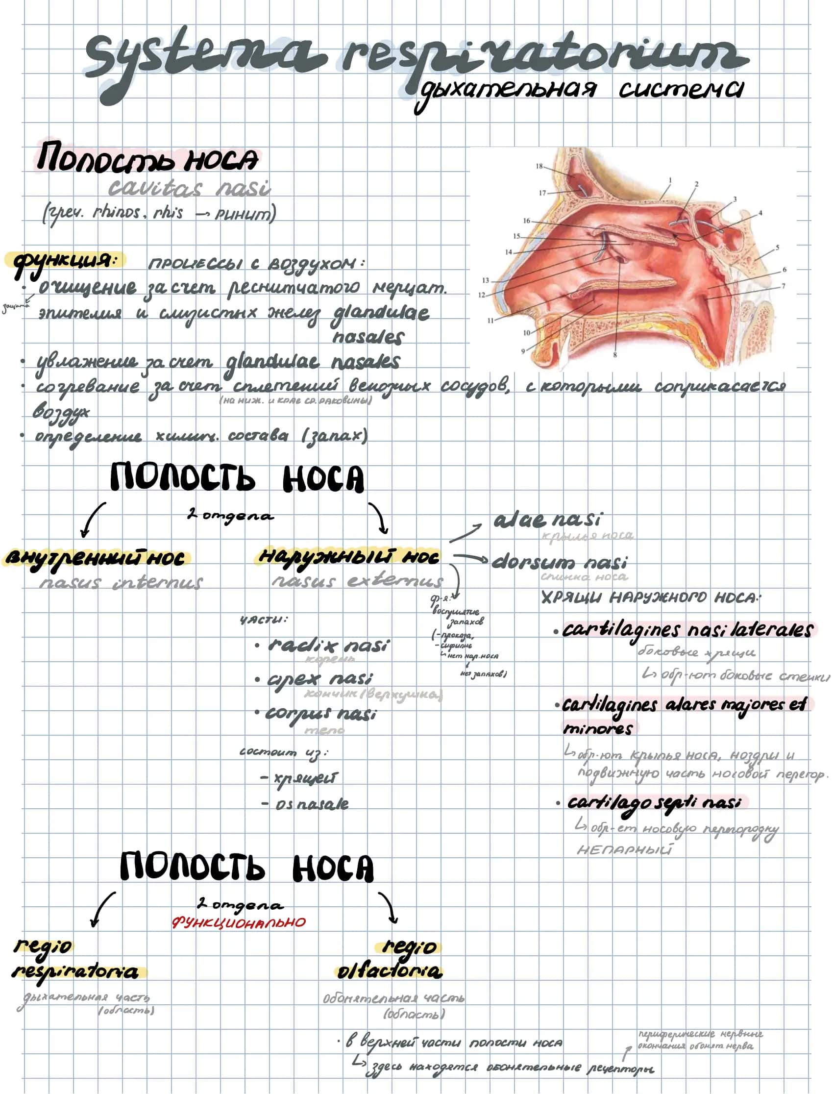 Ринит 1