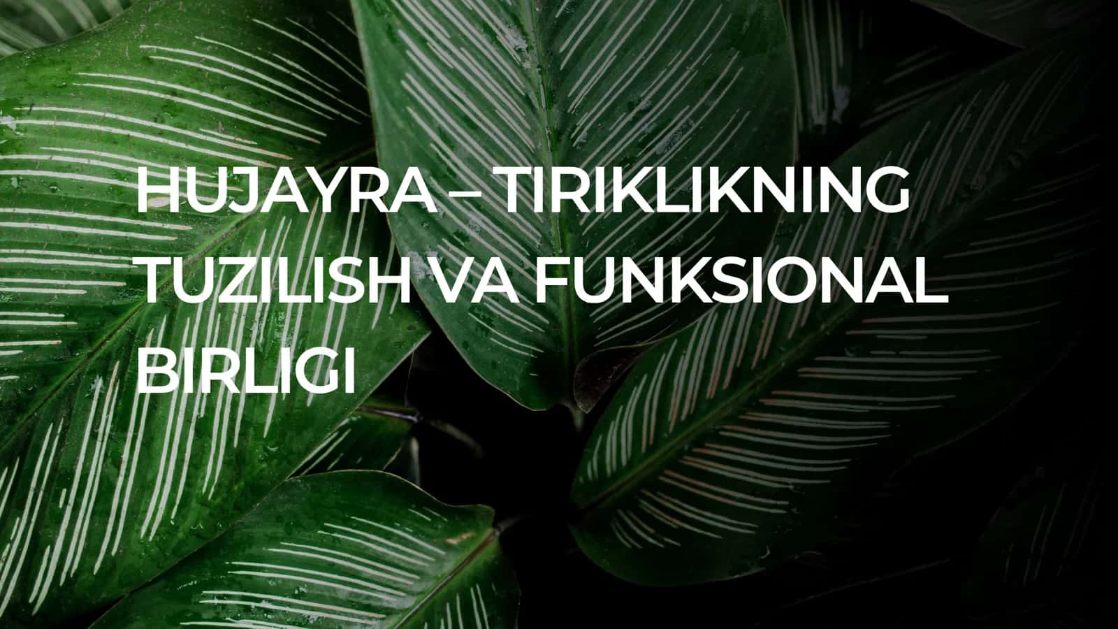 hujeyra 1