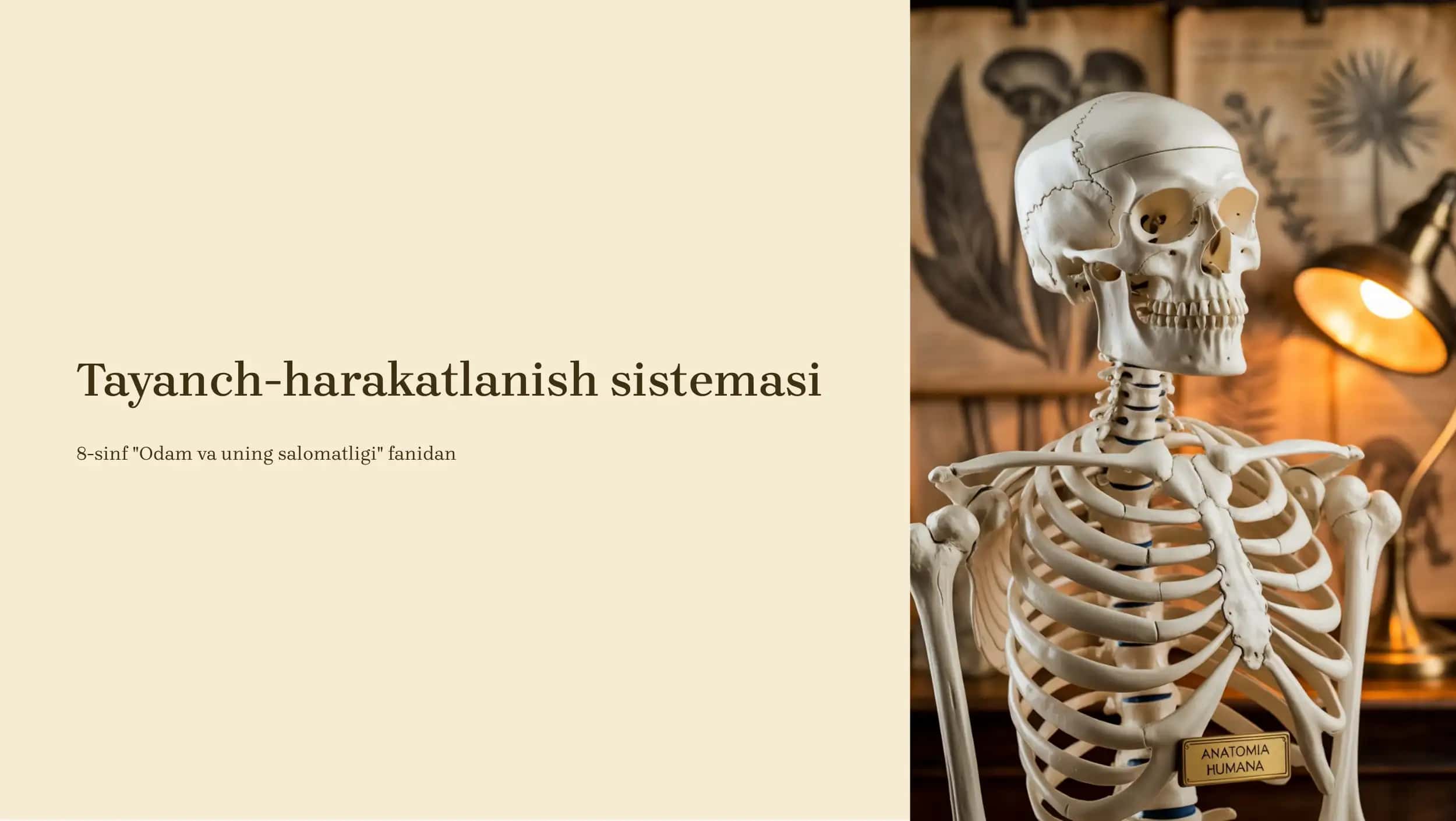 Tayanch-harakatlanish sistemasi 1