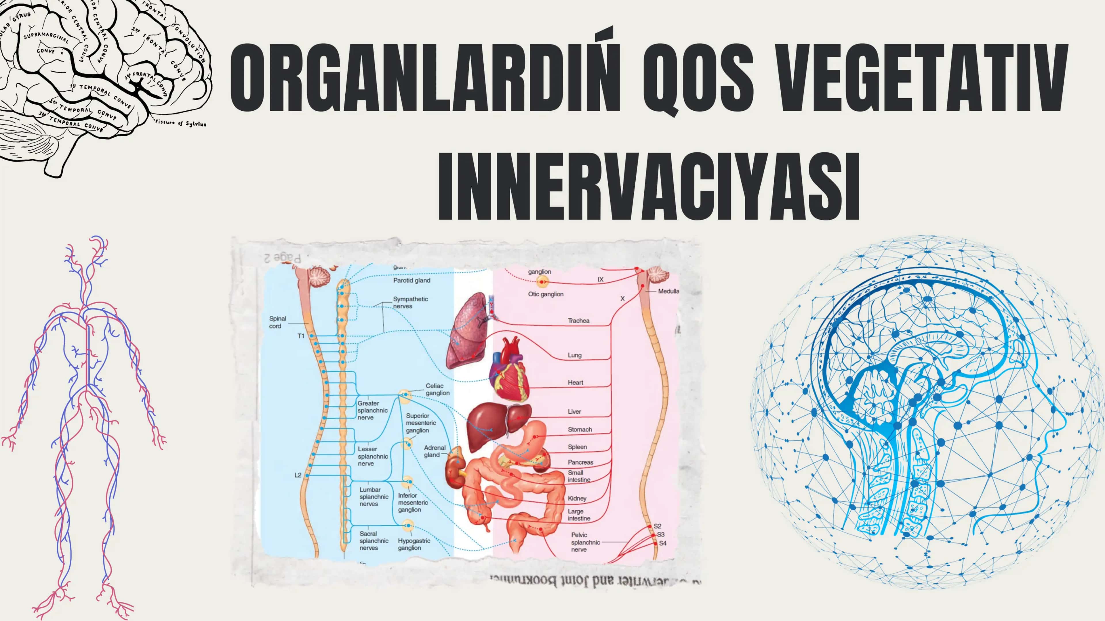 Vegetativ nerv sisteması 1