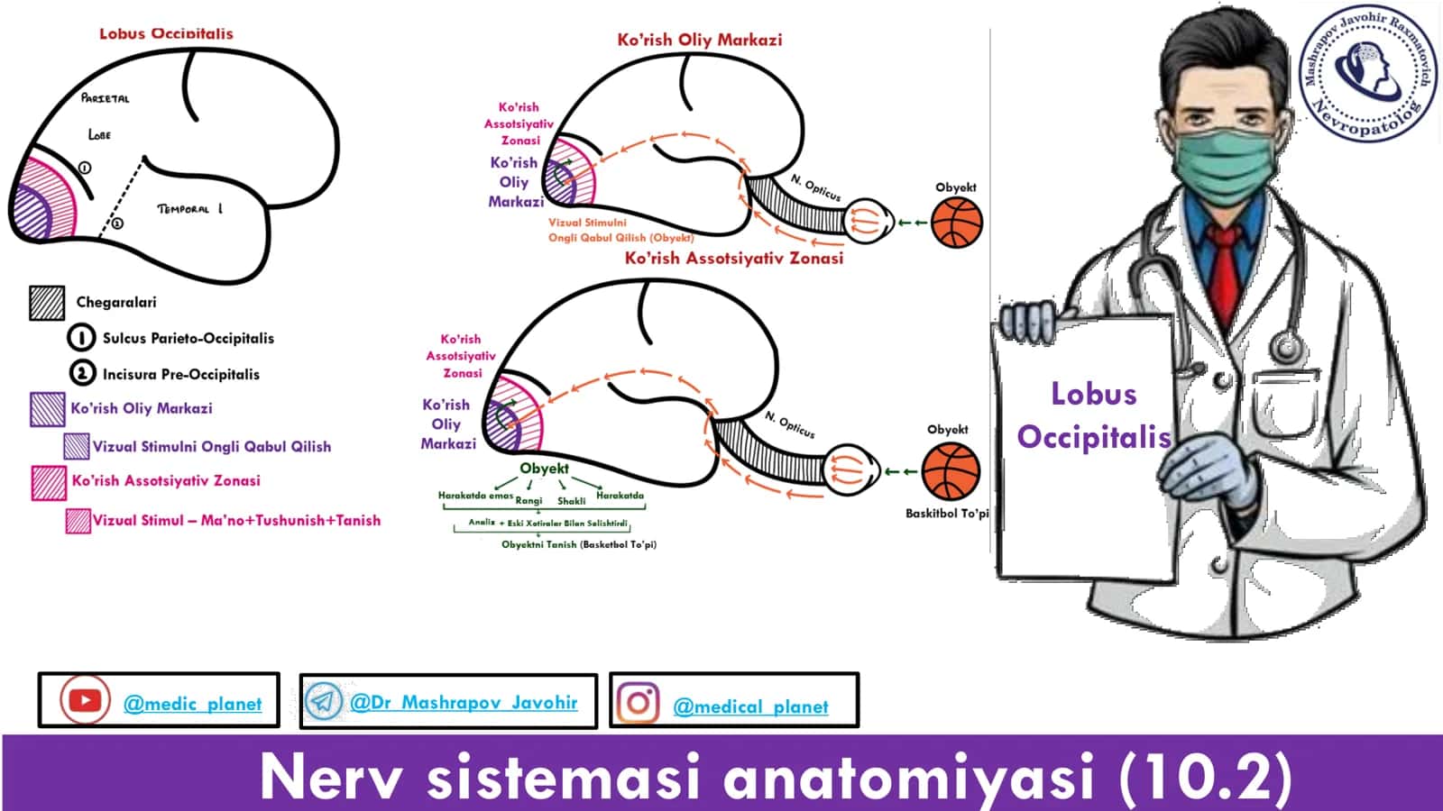 Nerv sistemasi anatomiyasi (10.2) 1
