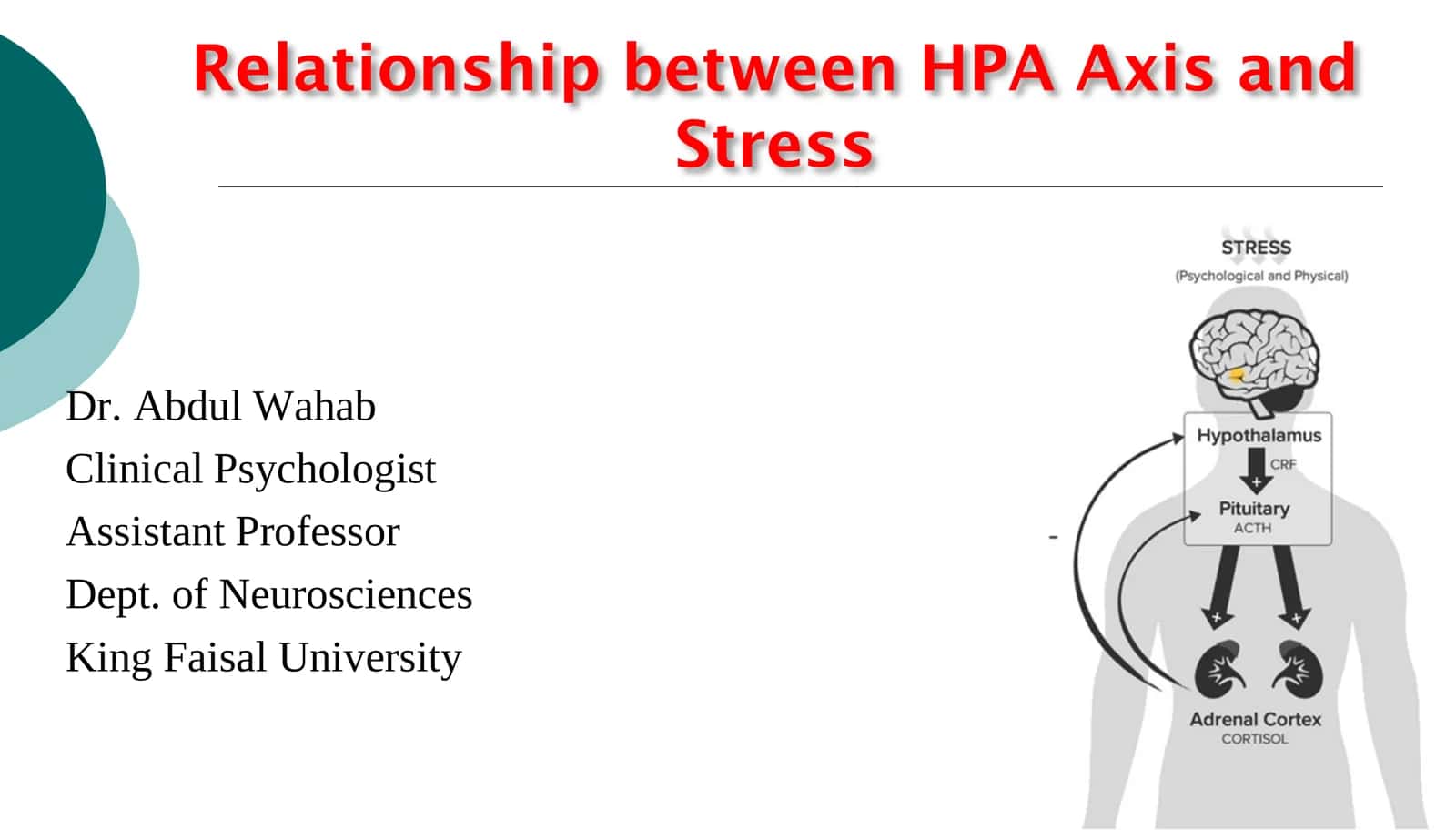 Relationship between HPA Axis and Stress 1