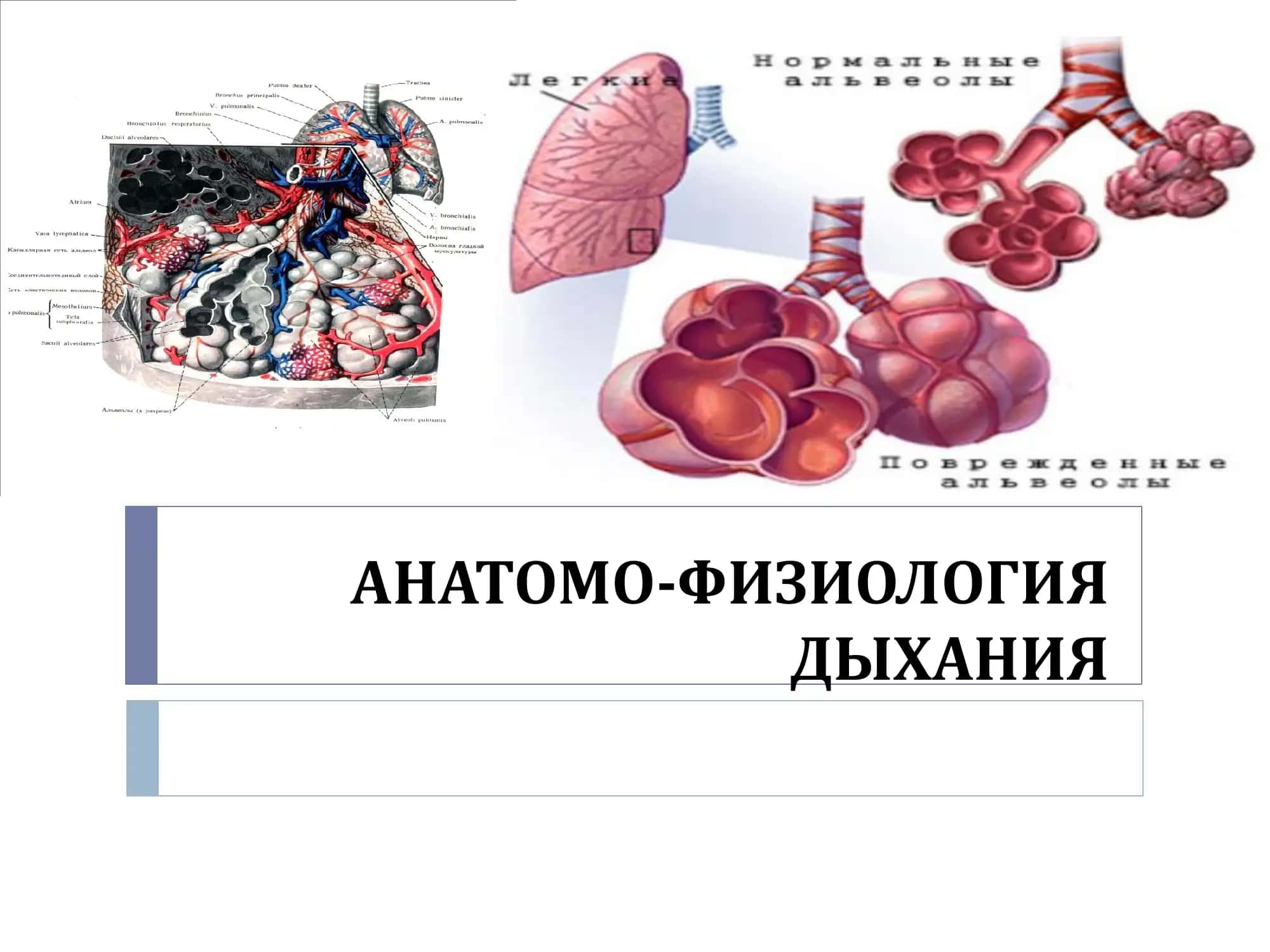 АНАТОМО-ФИЗИОЛОГИЯ 1