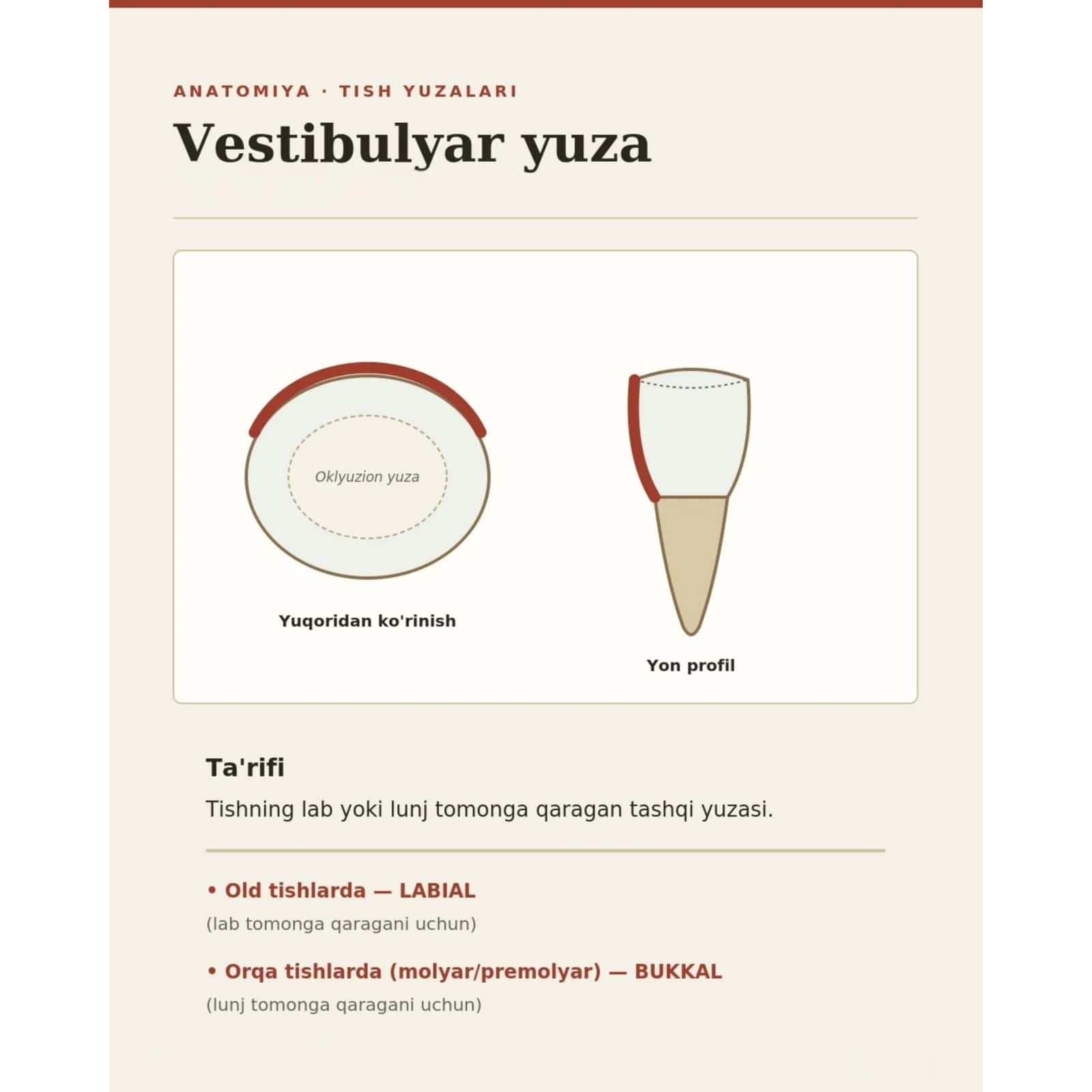 Tish yuzalari, tomonlari haqidagi taqdimot. 1