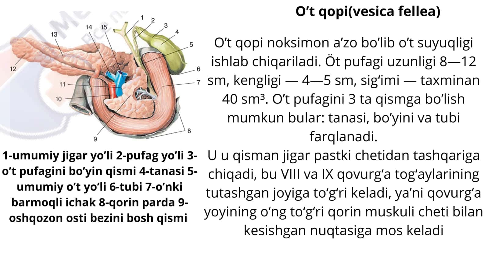 O't qopi anatomiyasi 1