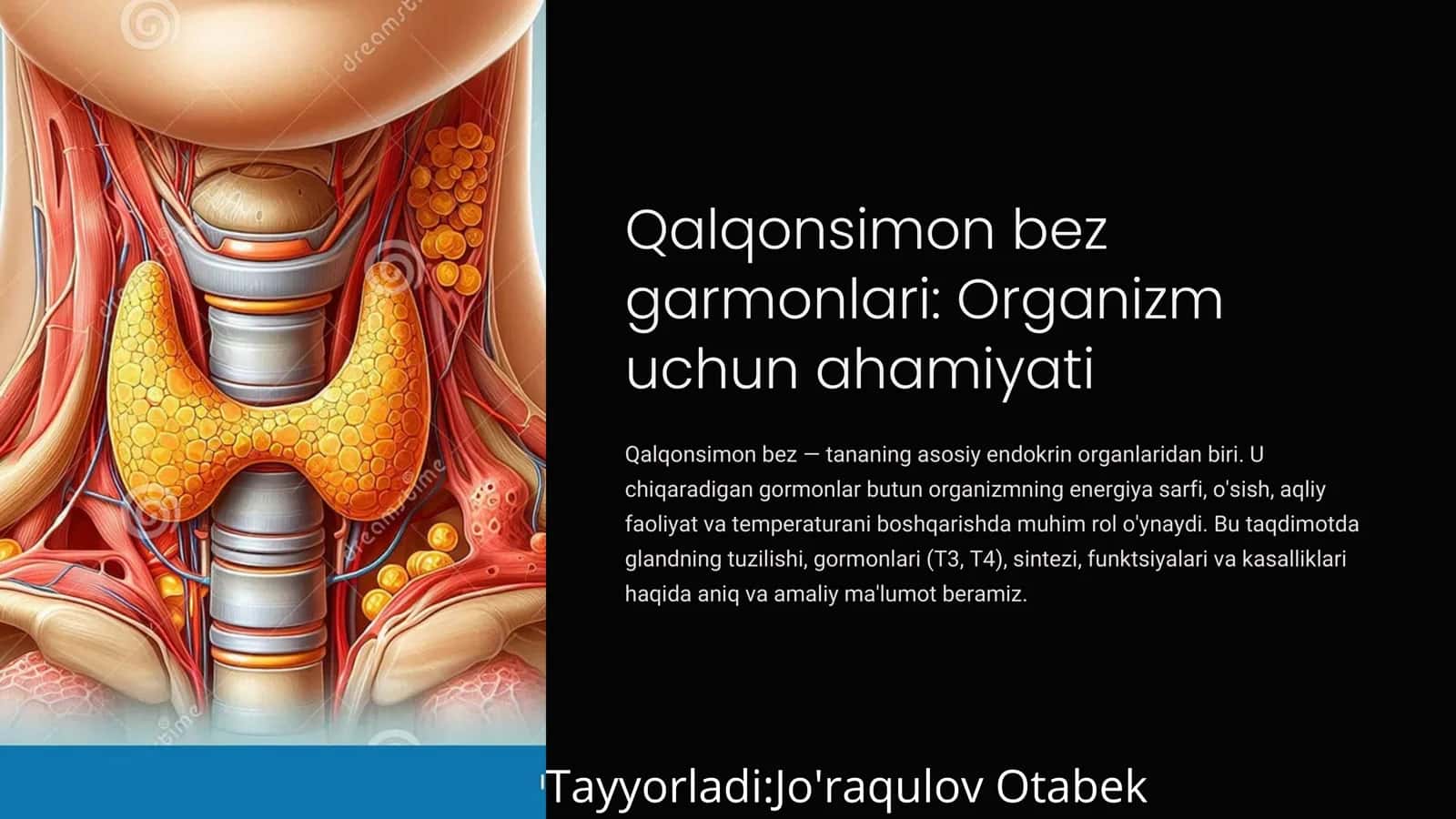 Qalqonsimon bez garmonlari: Organizm uchun ahamiyati 1