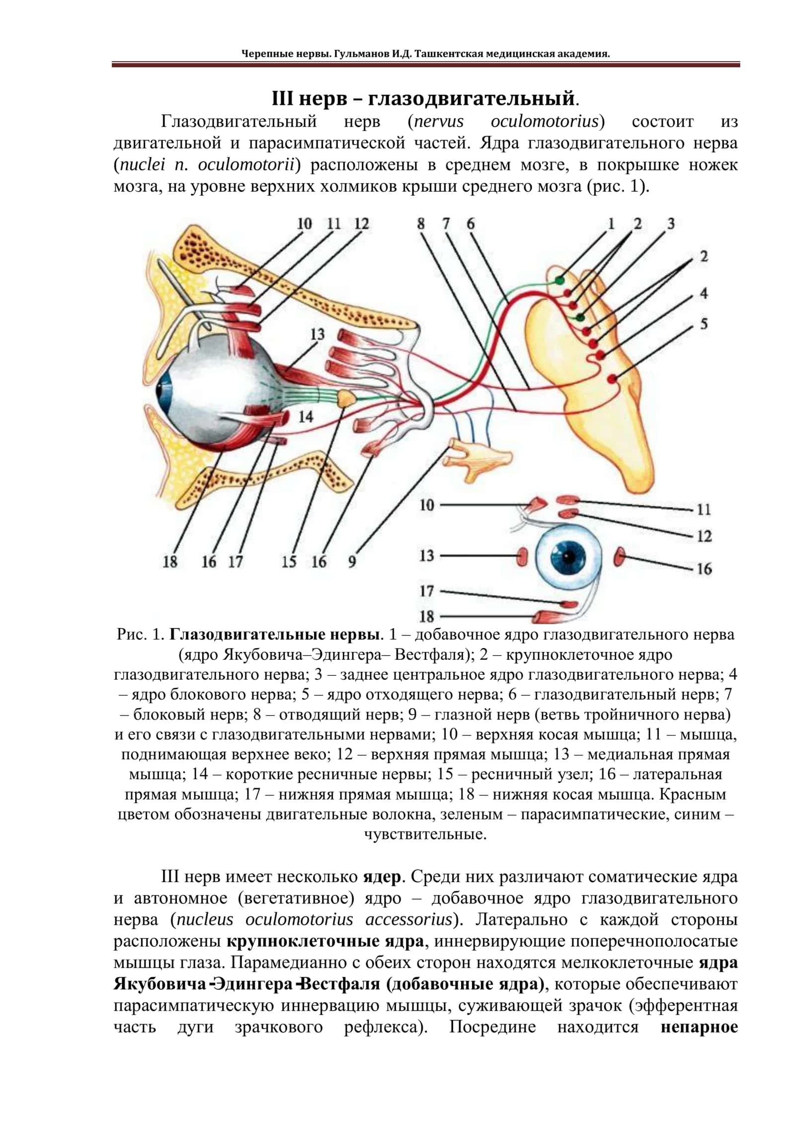 Глазодвигательный нерв 1