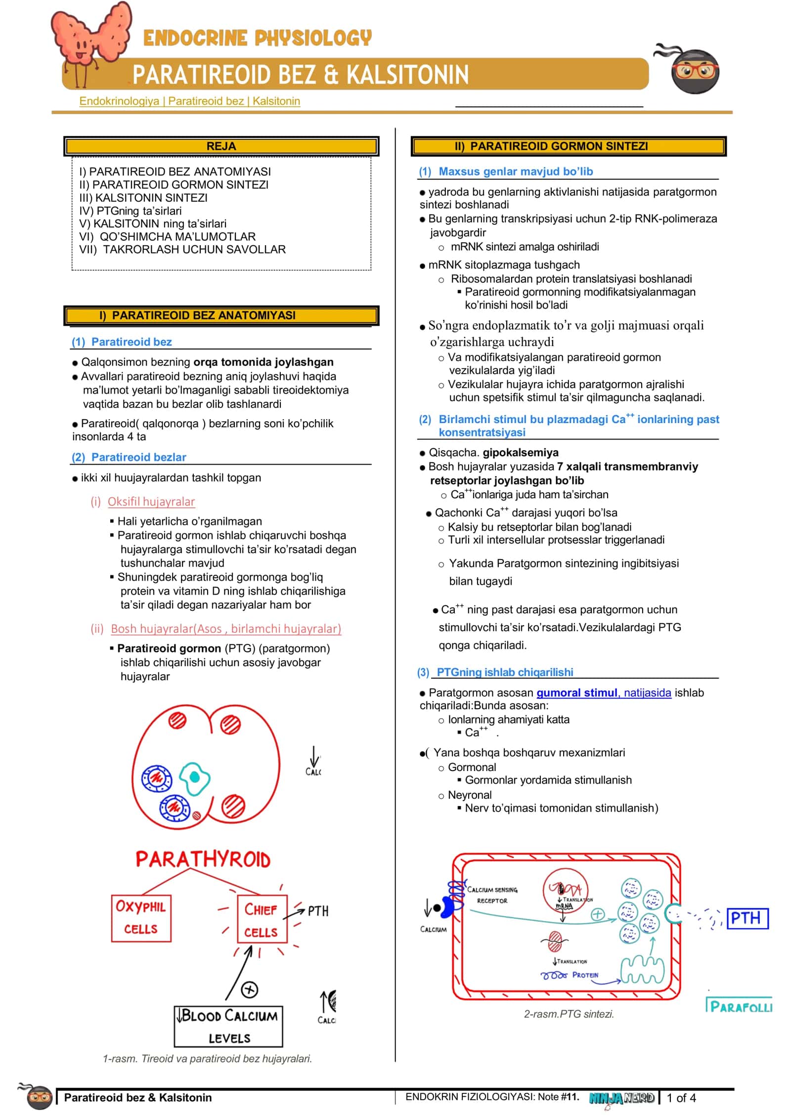[11. PARATIREOID BEZ & KALSITONIN] 1