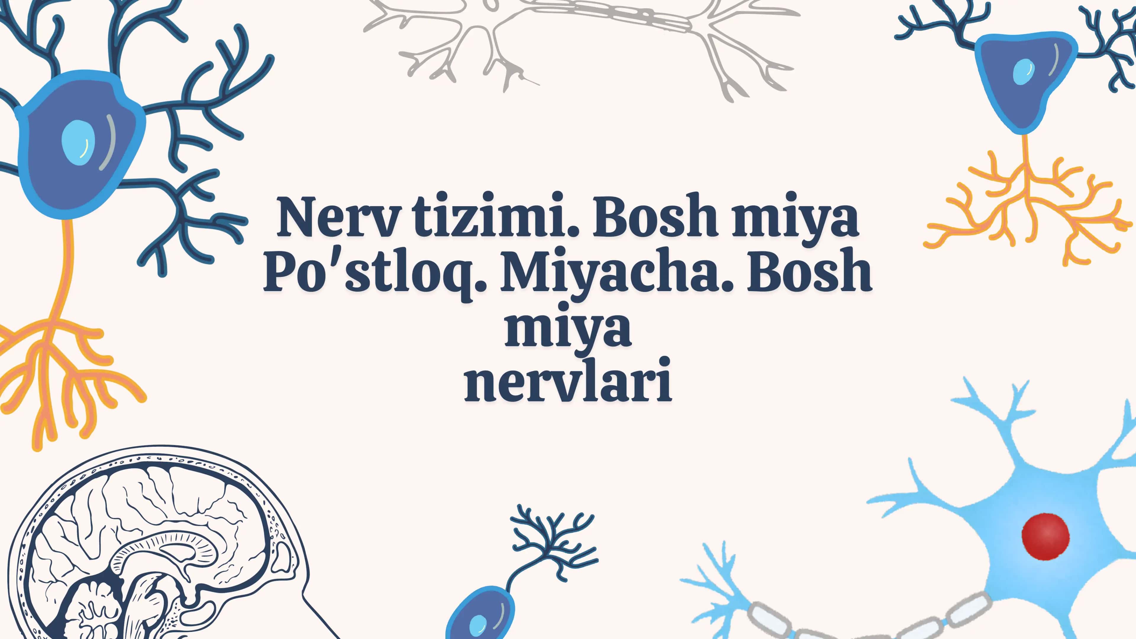 Bosh miya nervlari ,miyacha va poʻstloq 1