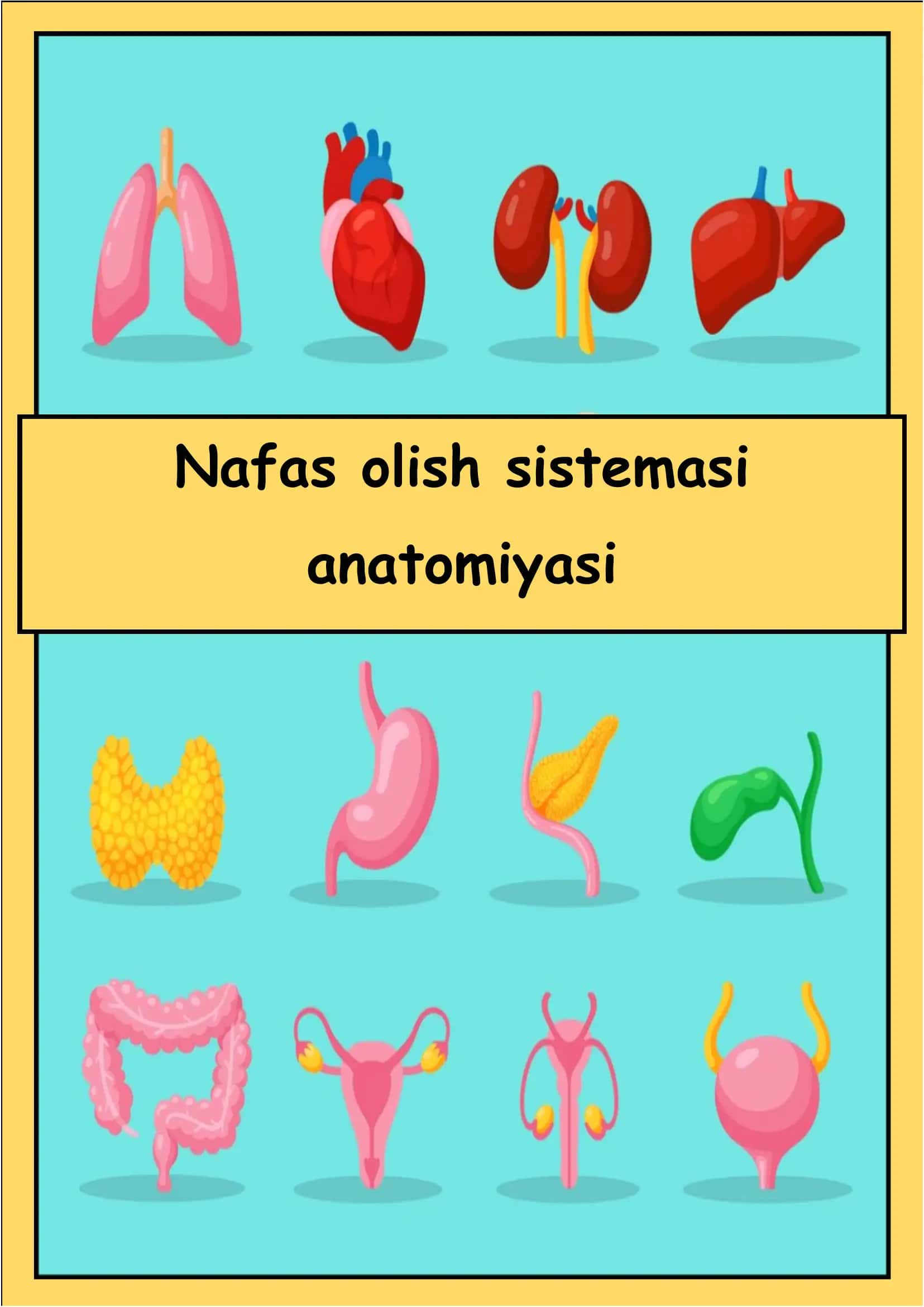 Nafas olish sistemasi anatomiyasi 1