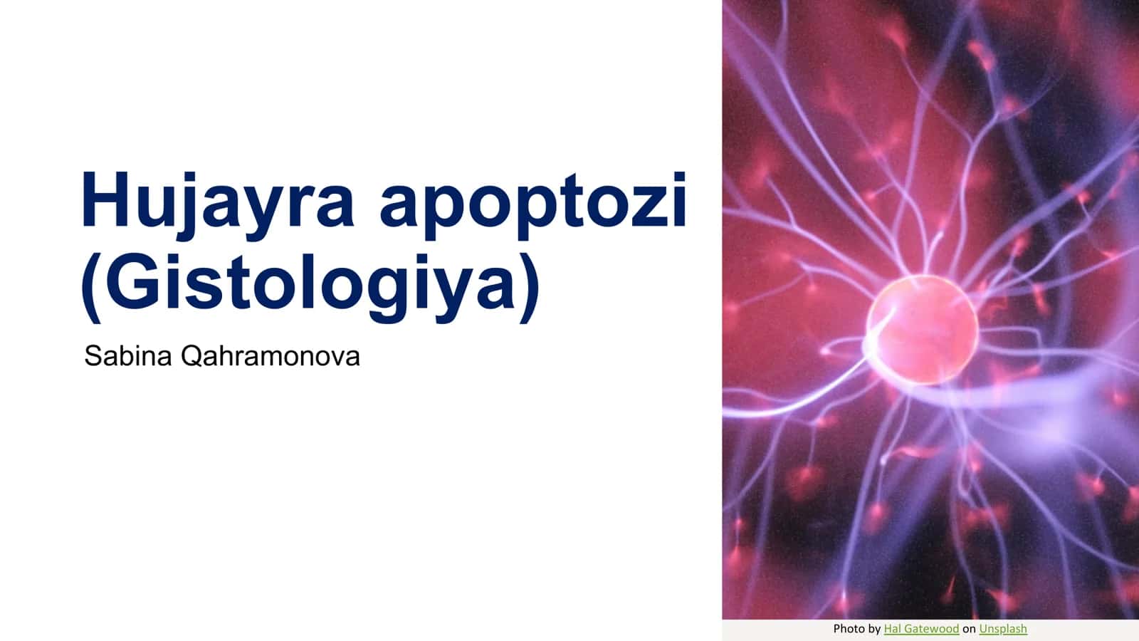 Hujayra apoptozi (Gistologiya) 1