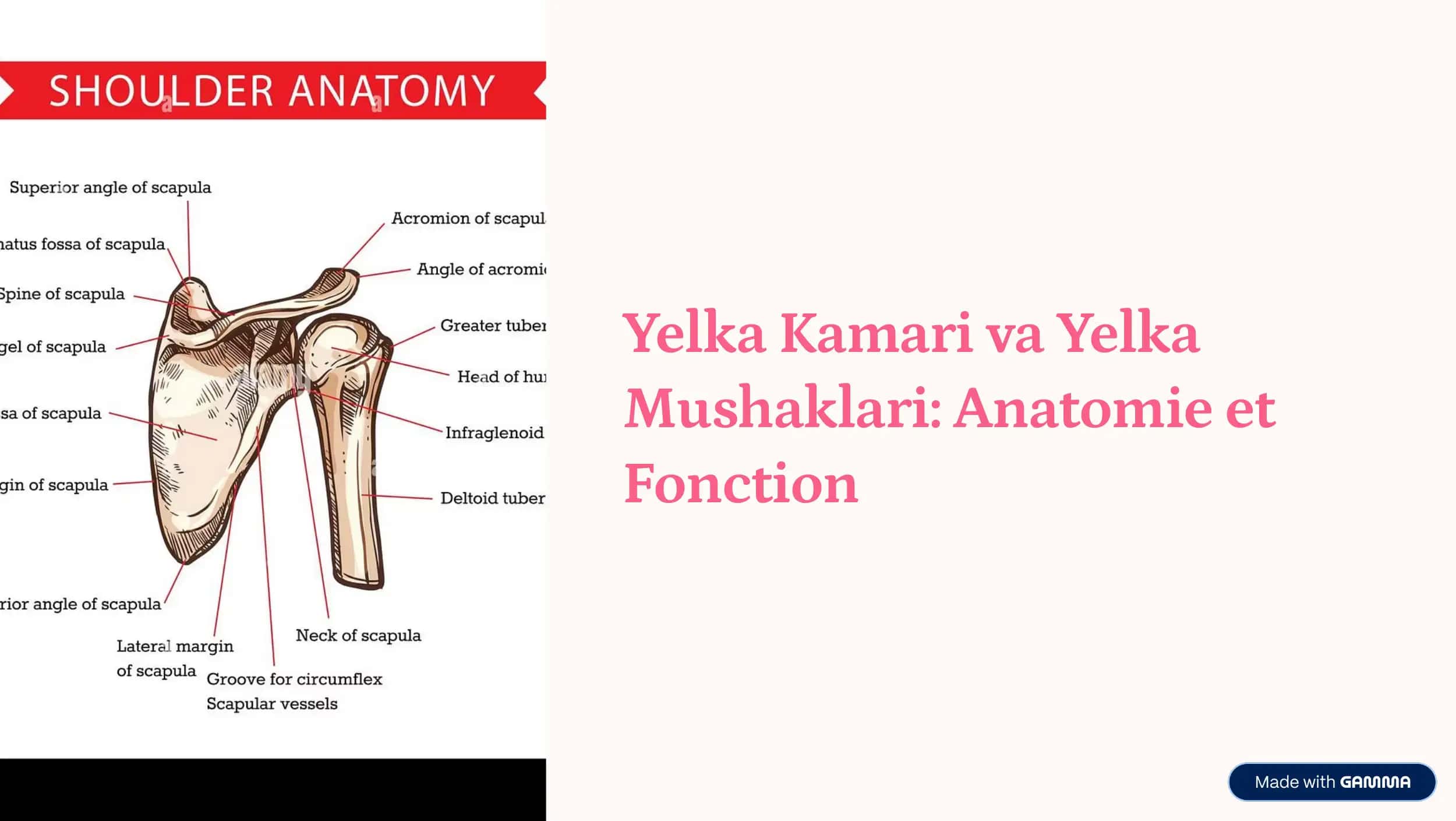 Yelka kamari 1