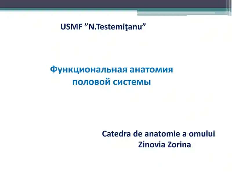 Функциональная анатомия половой системы
