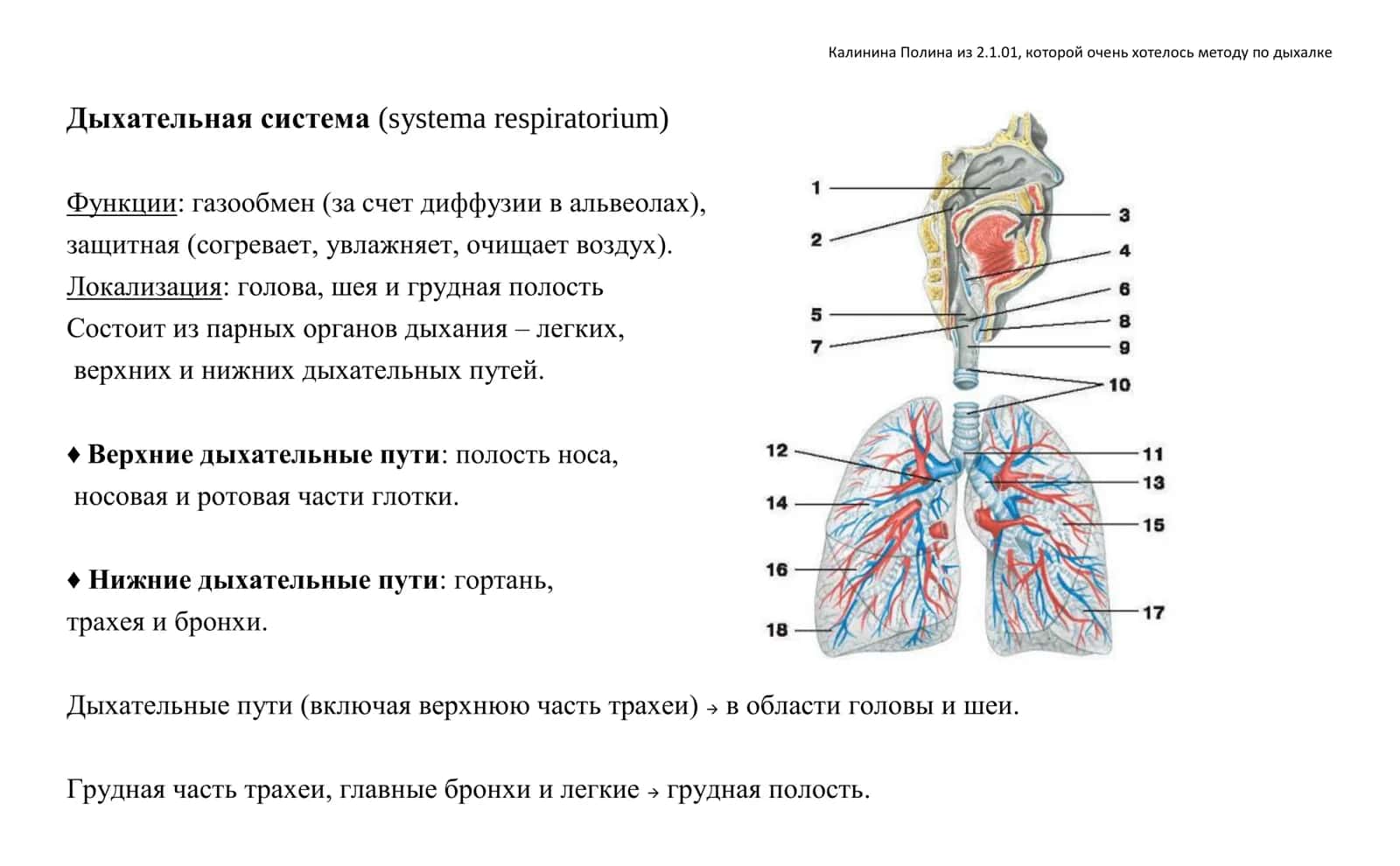 Дыхательная система (systema respiratorium) 1