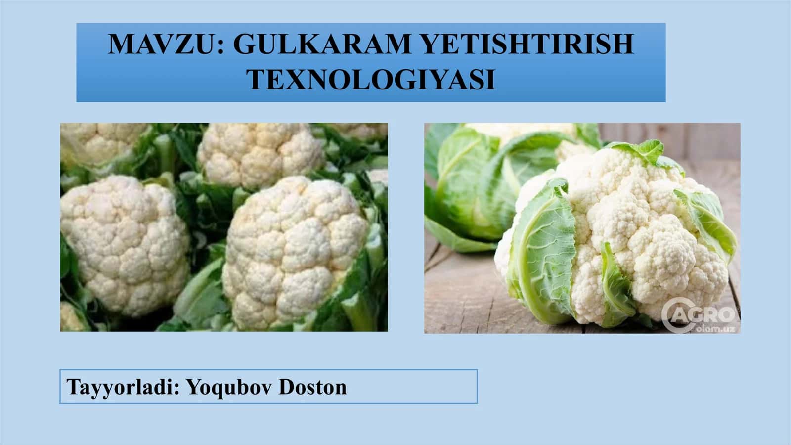 GULKARAM YETISHTIRISH TEXNOLOGIYASI 1