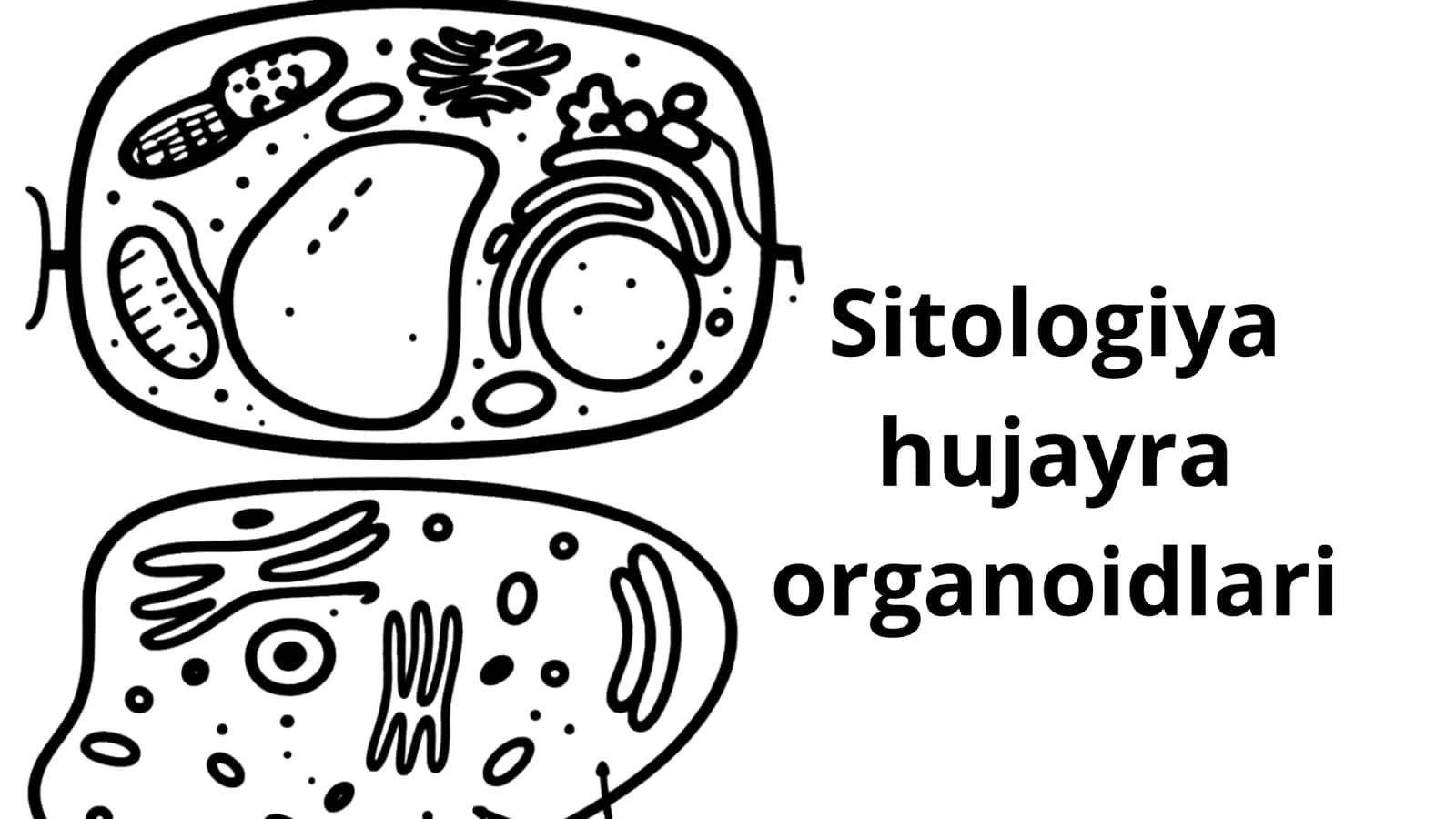 Sitalogiya (hujayra organoidlari haqida) 1