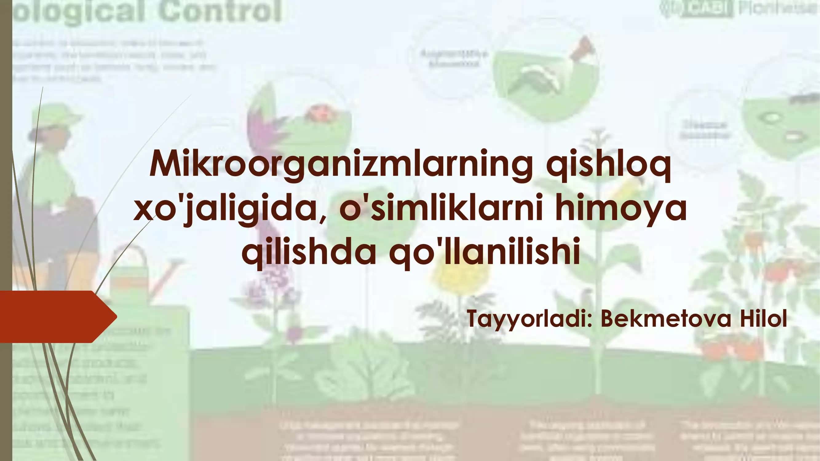 Mikroorganizmlarning qishloq xo'jaligida, o'simliklarni himoya qilishda qo'llanilishi 1