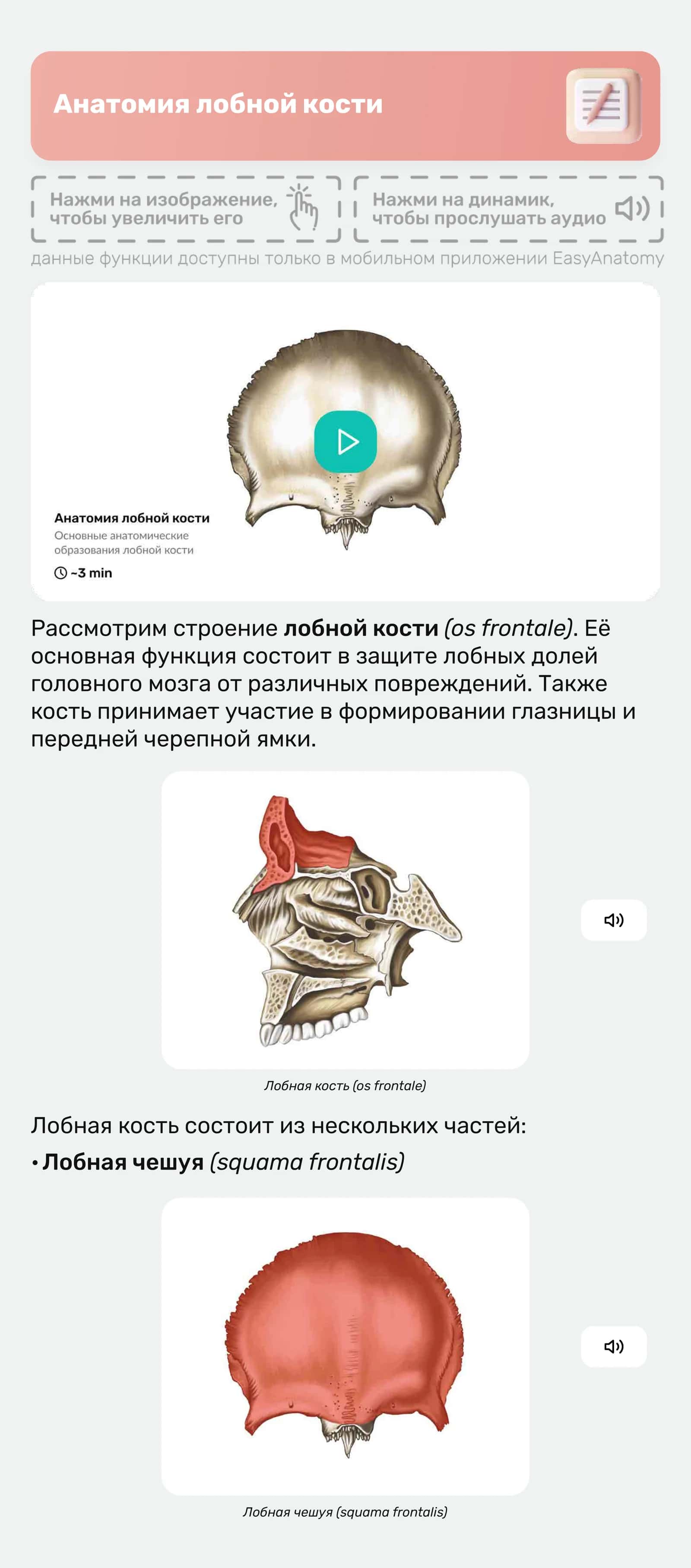 Лобная кость (os frontale) 1