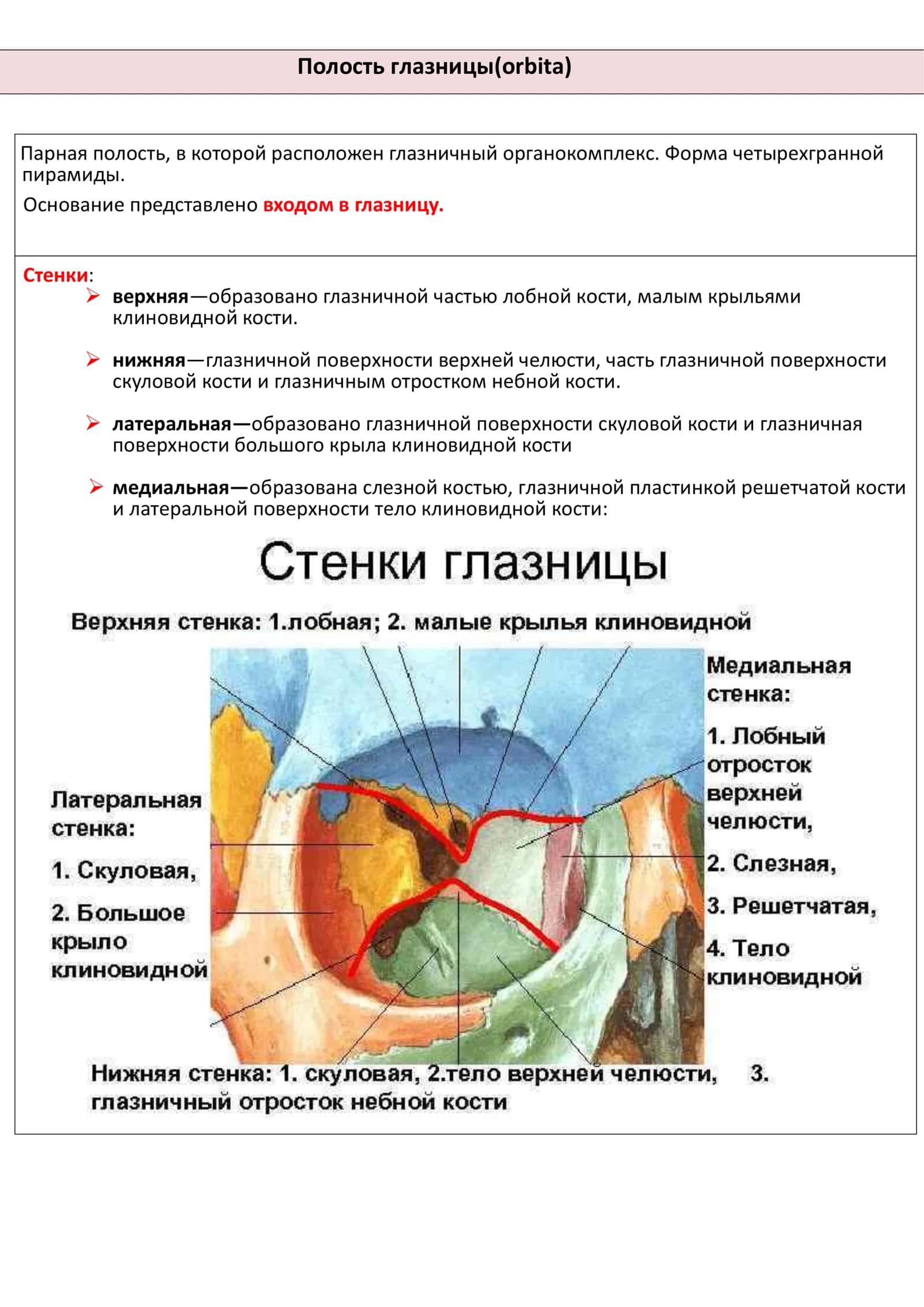 Полость глазницы(orbita) 1