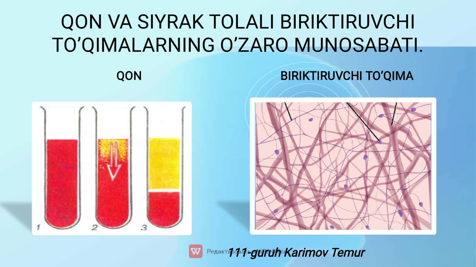 Qon va siyrak tolali biriktiruvchi toʻqima 1