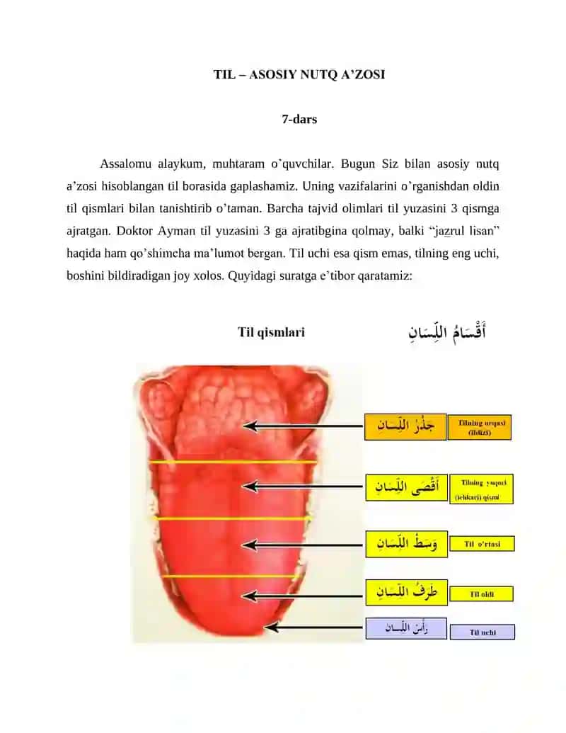 TIL – ASOSIY NUTQ A’ZOSI 1